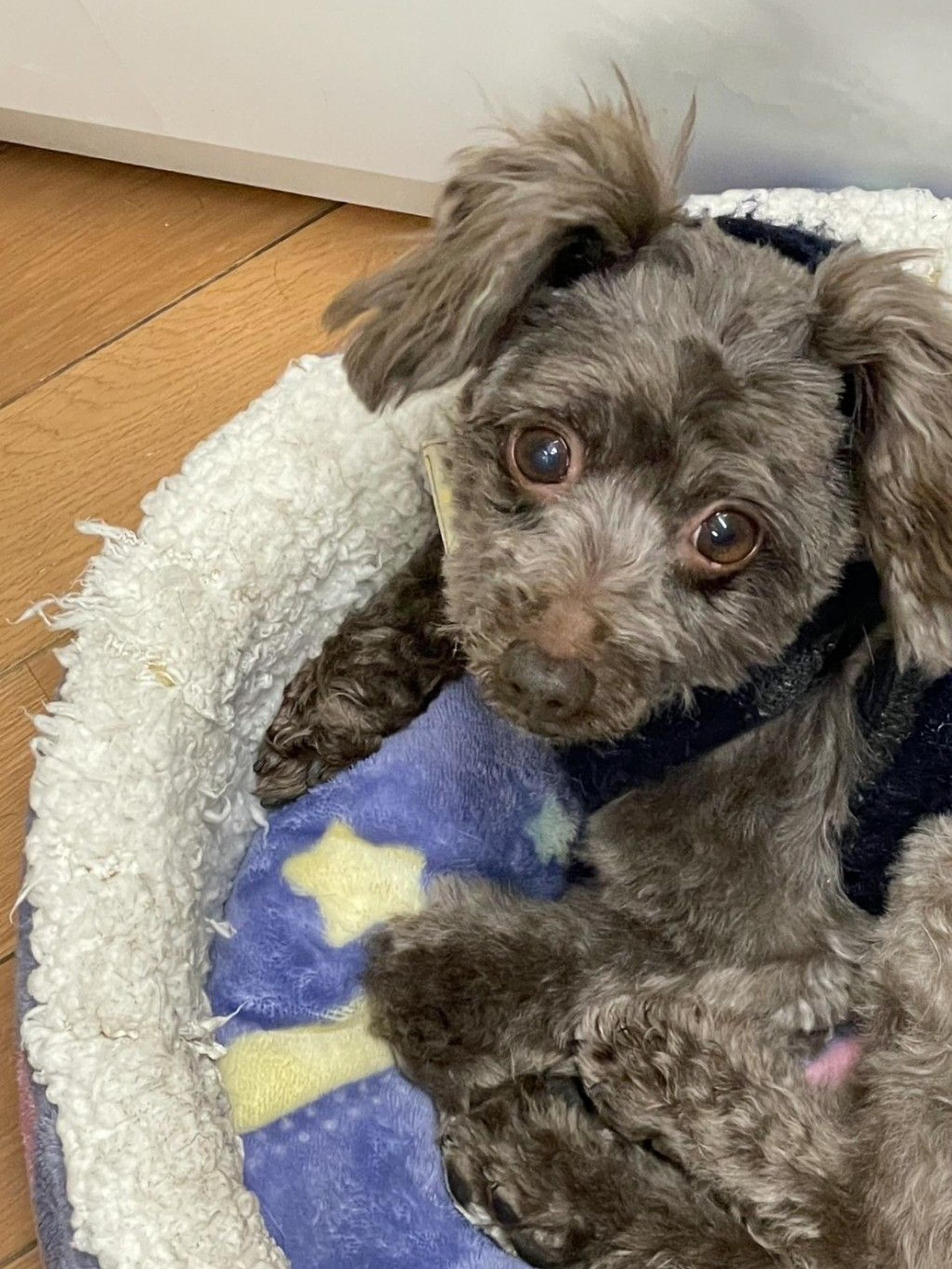 pet-image-4
