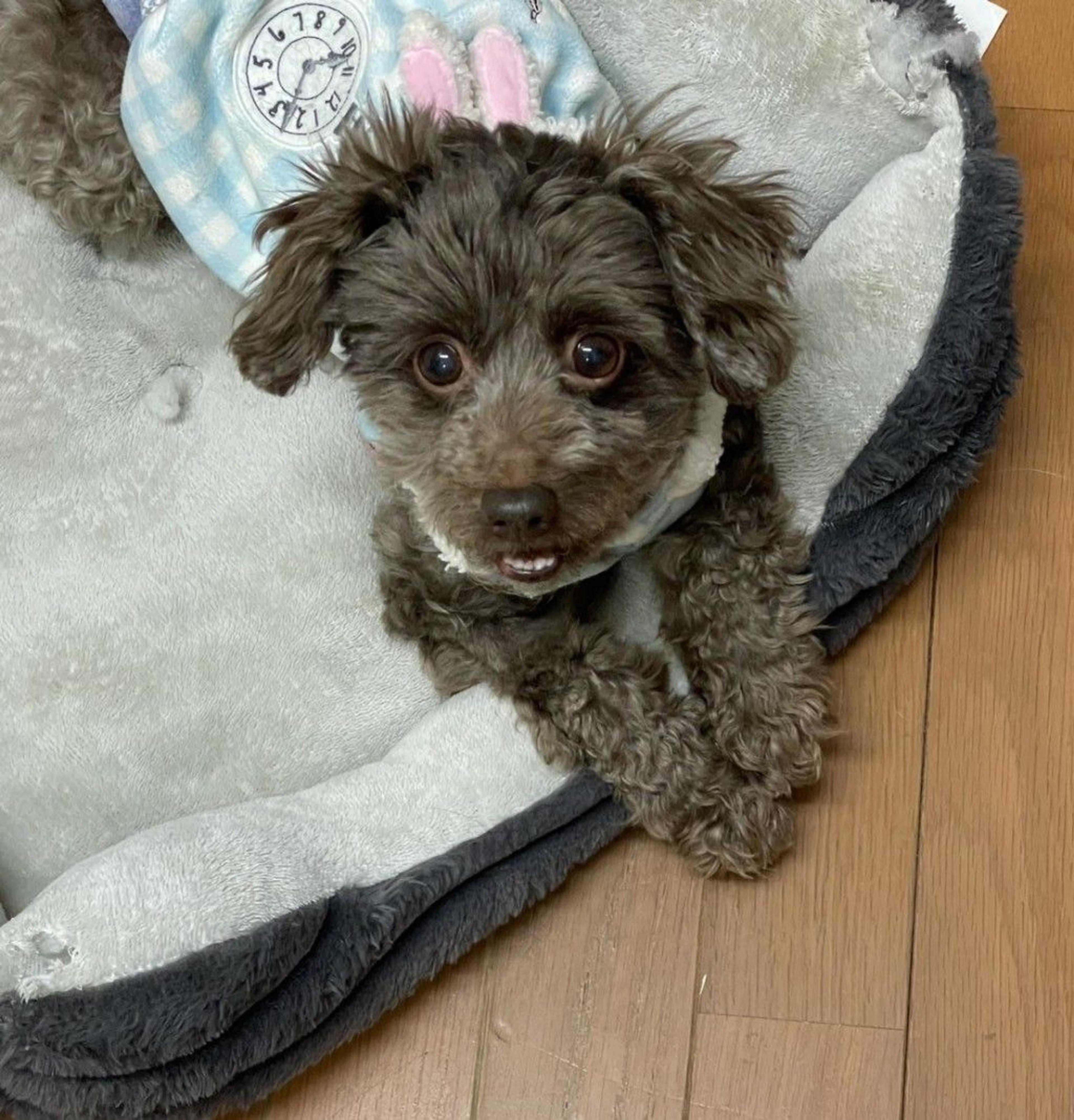 pet-image-5