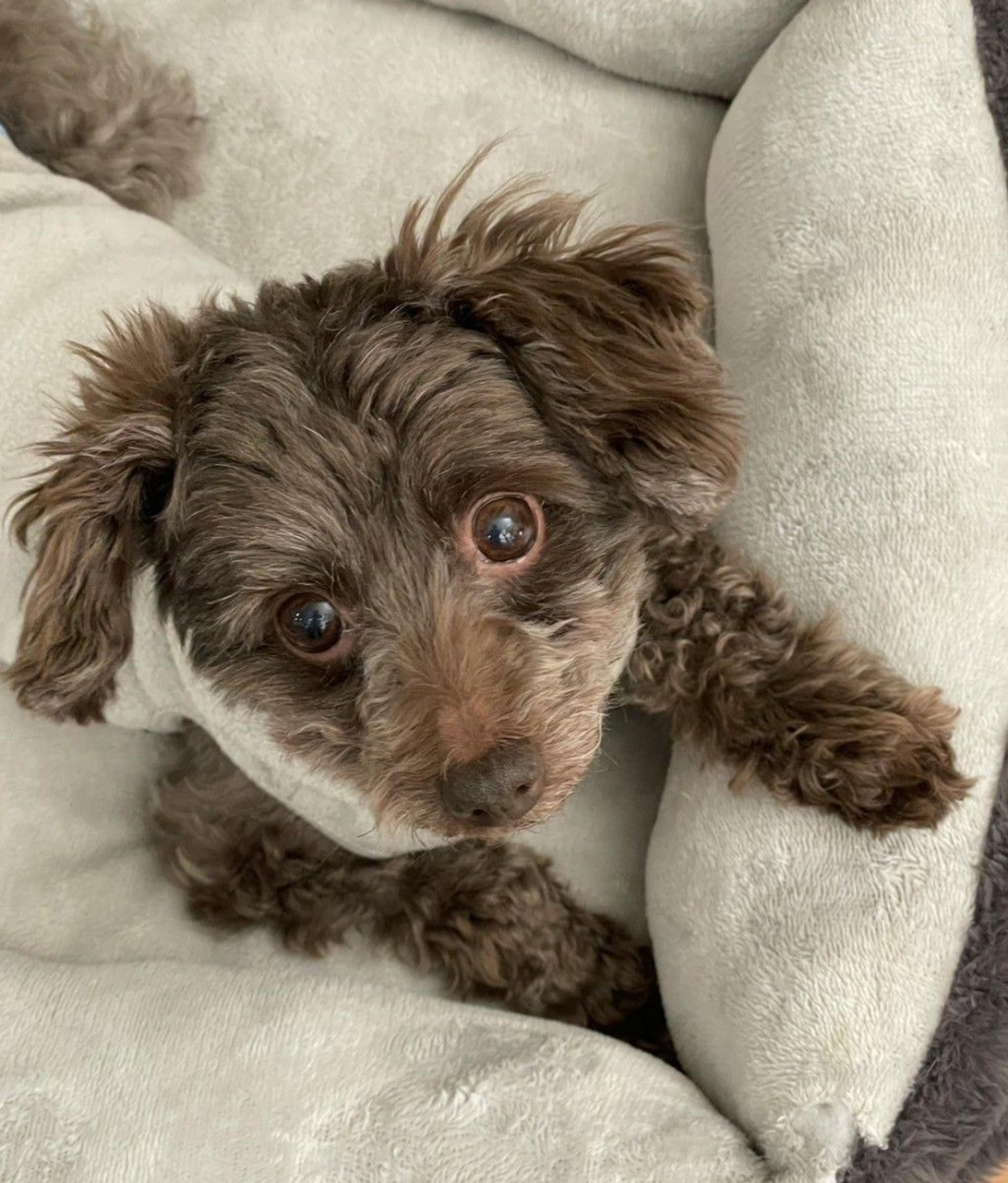 pet-image-6