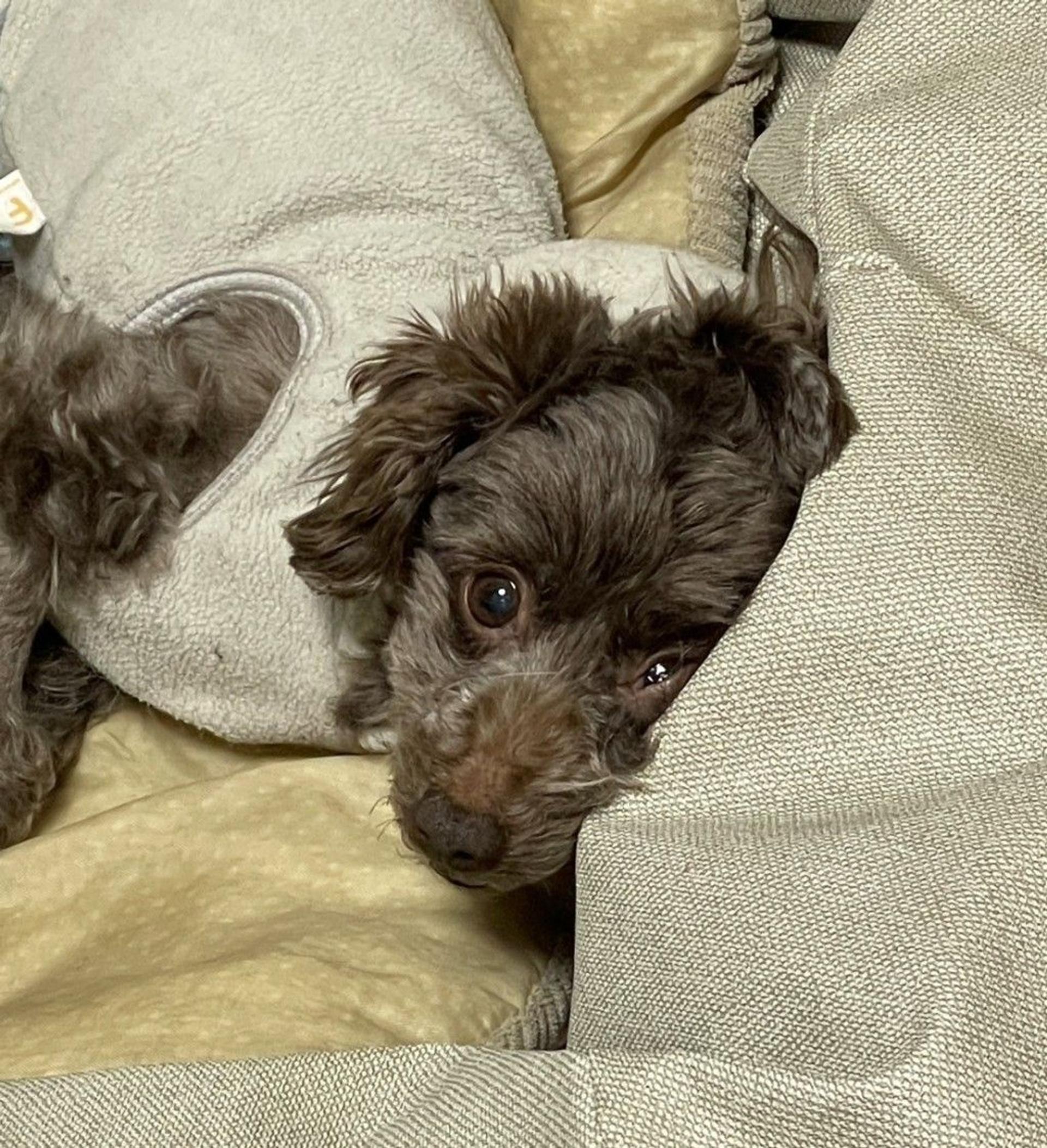 pet-image-7