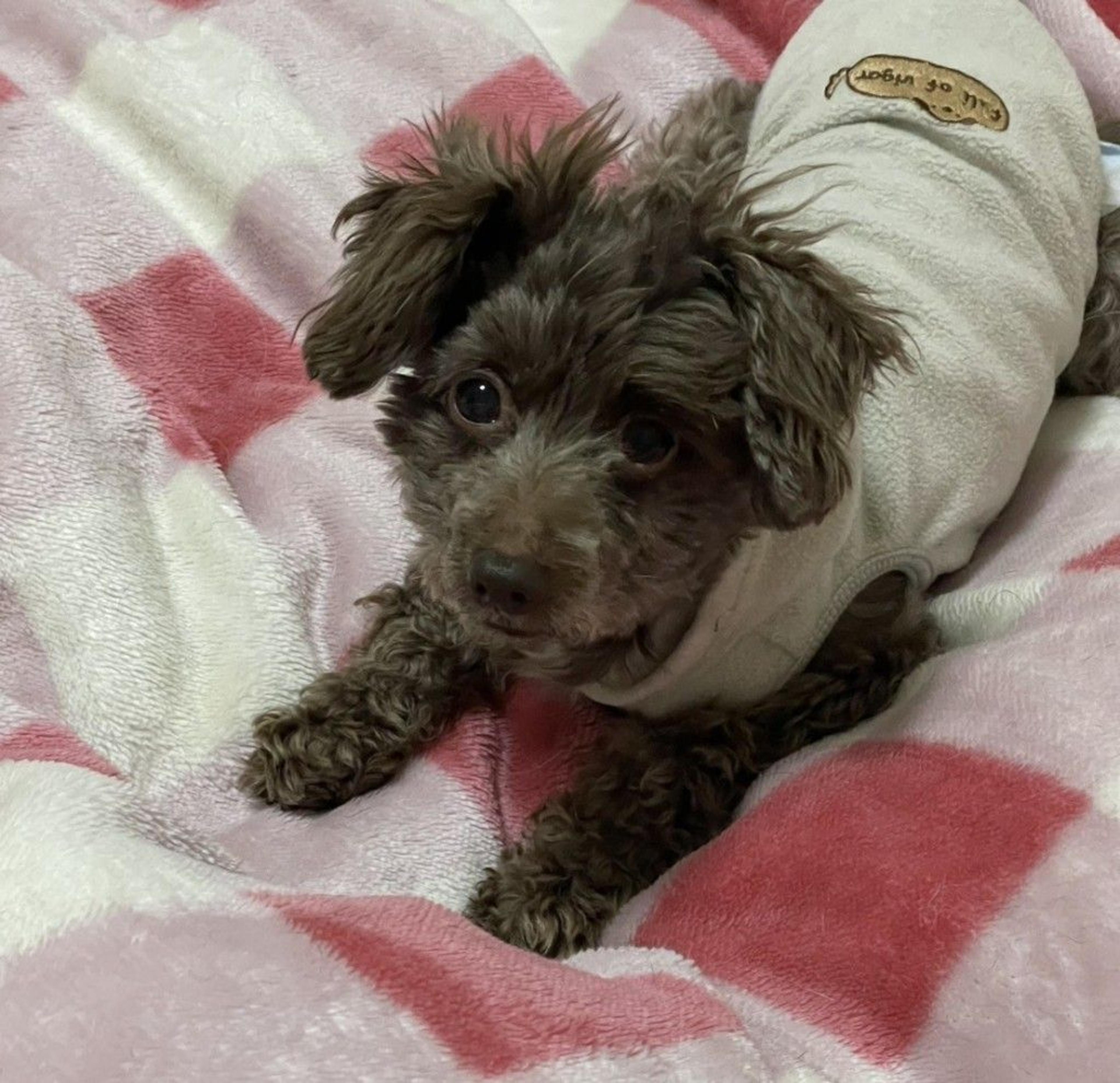pet-image-9