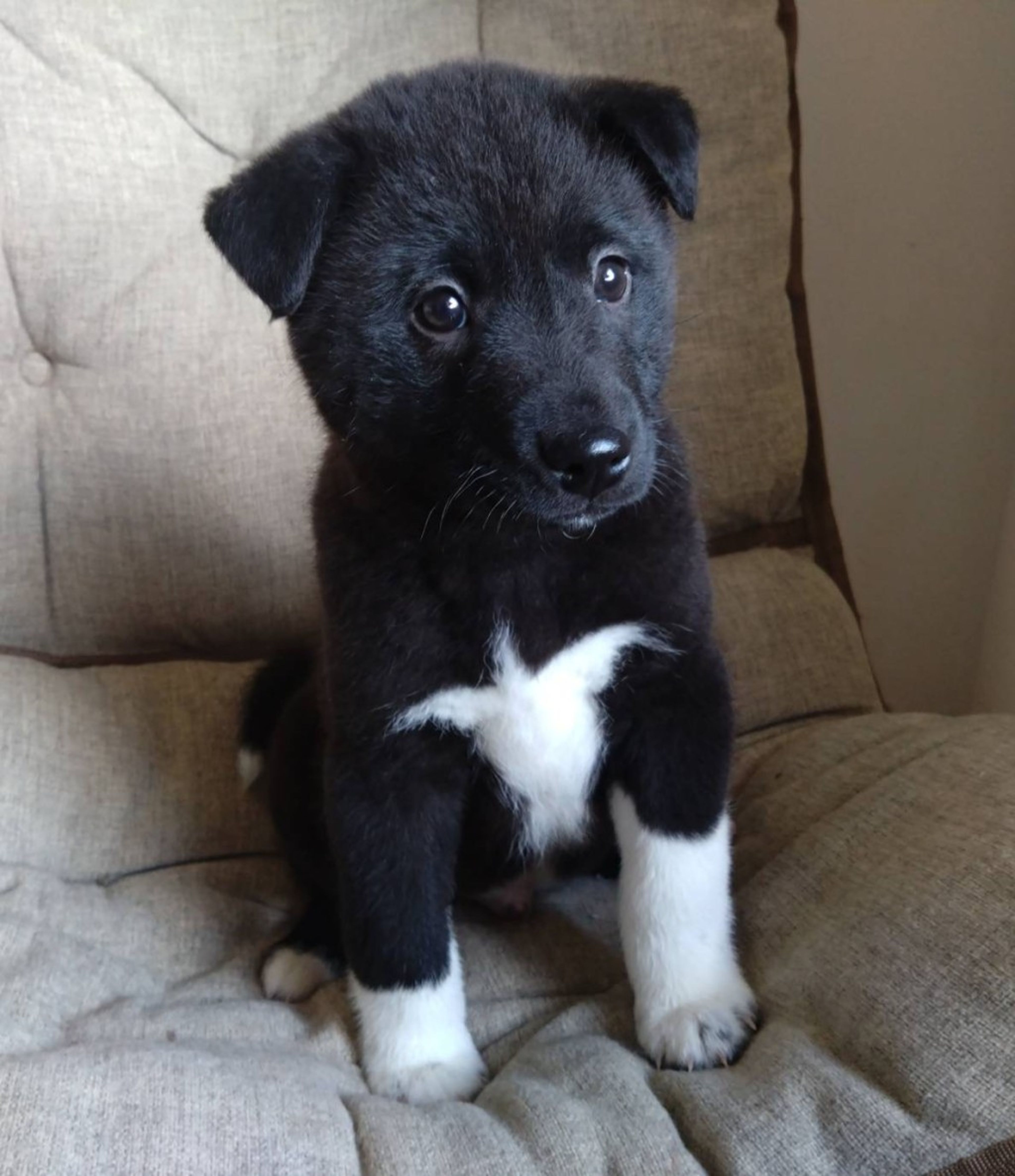 pet-image-2