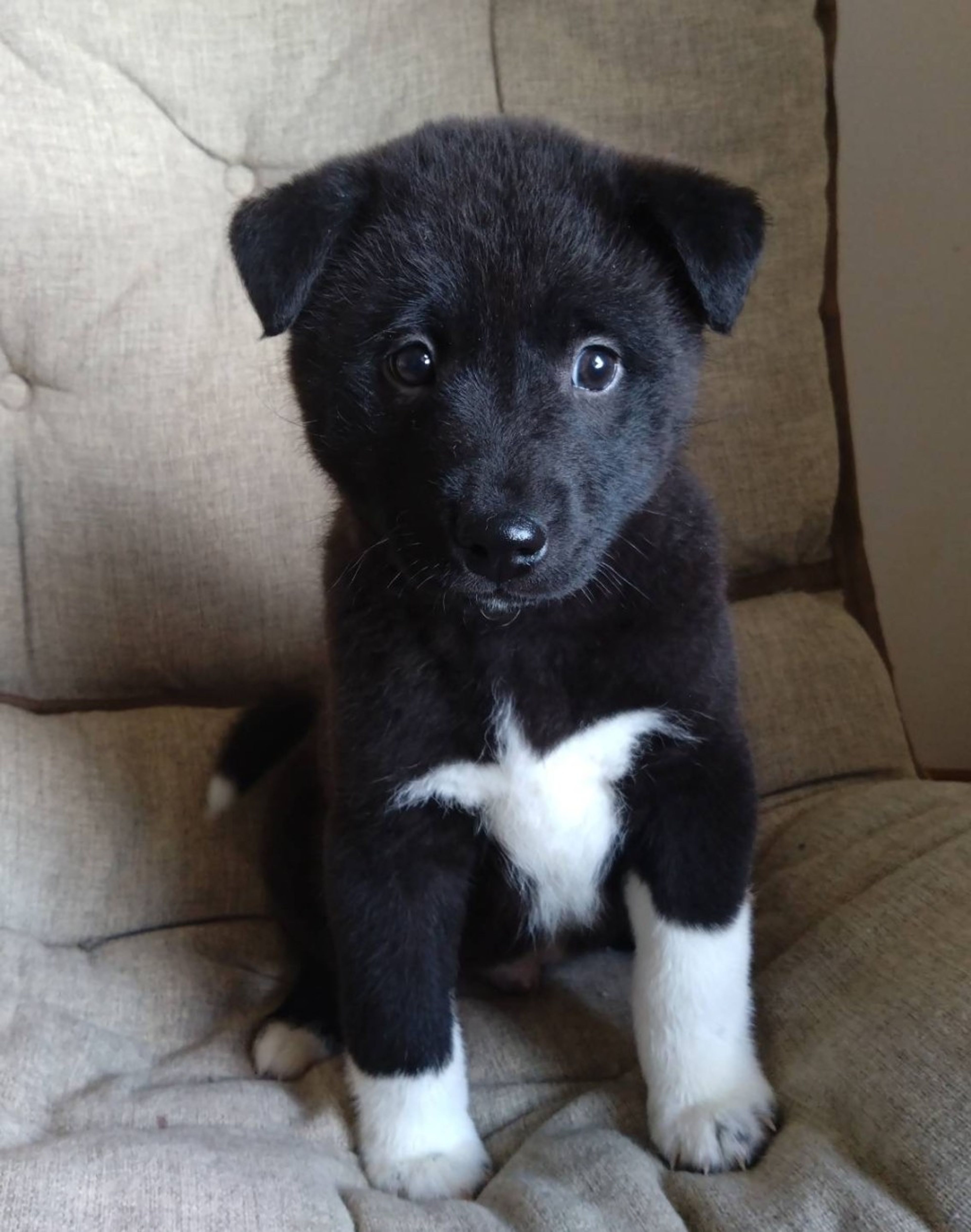 pet-image-3