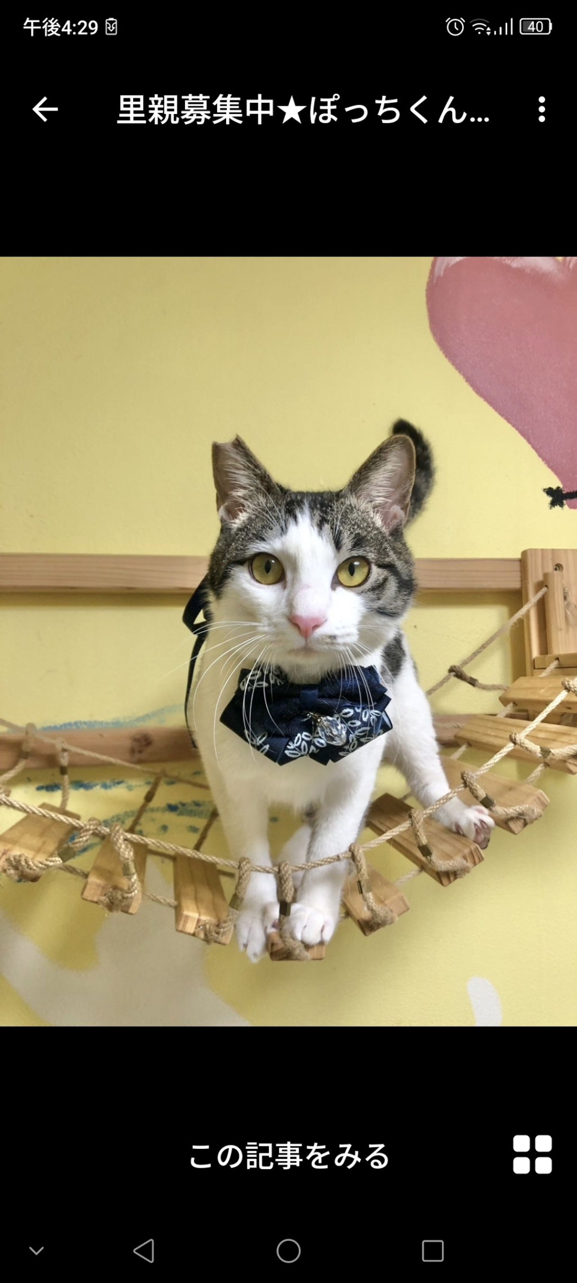 雑種（ミックス猫）・オスの里親募集の写真