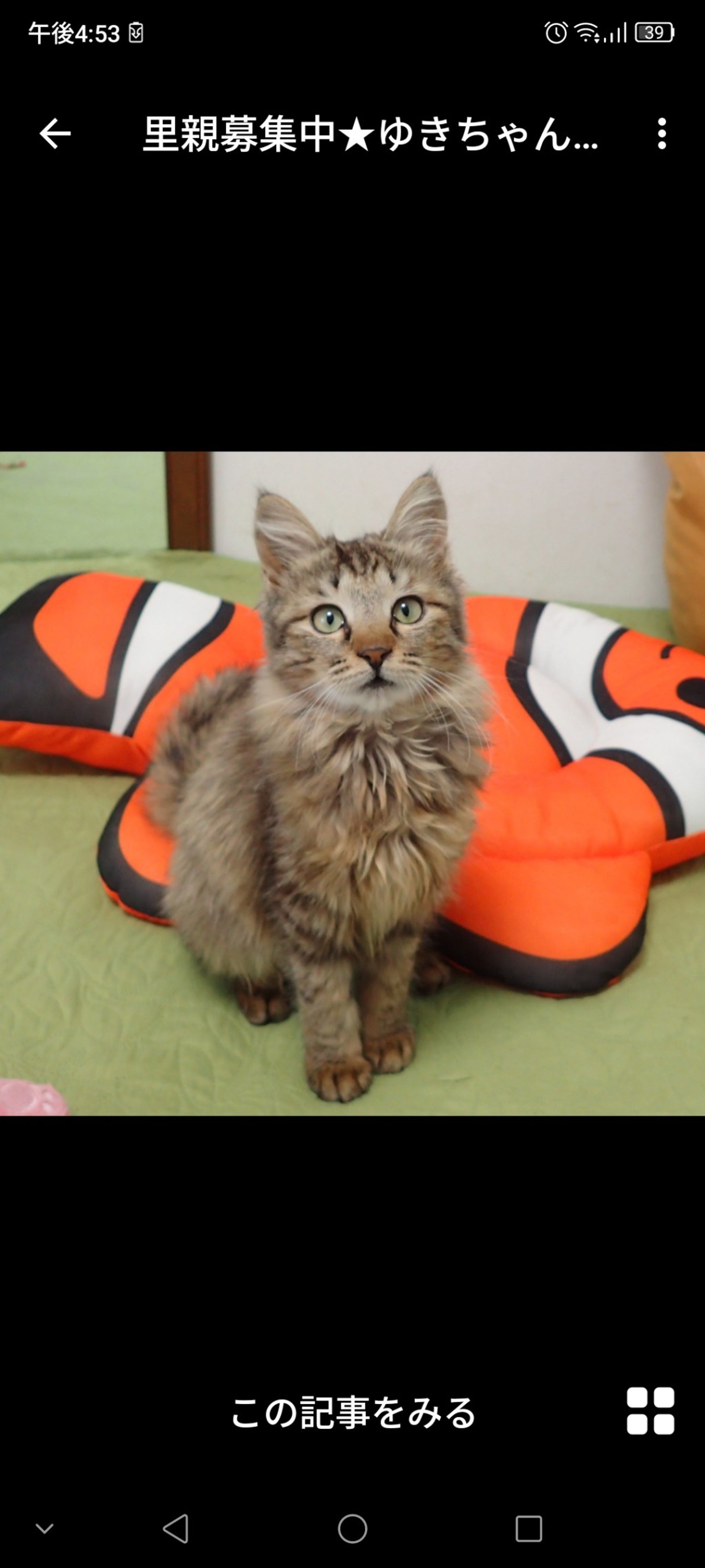 雑種（ミックス猫）・メスの里親募集の写真