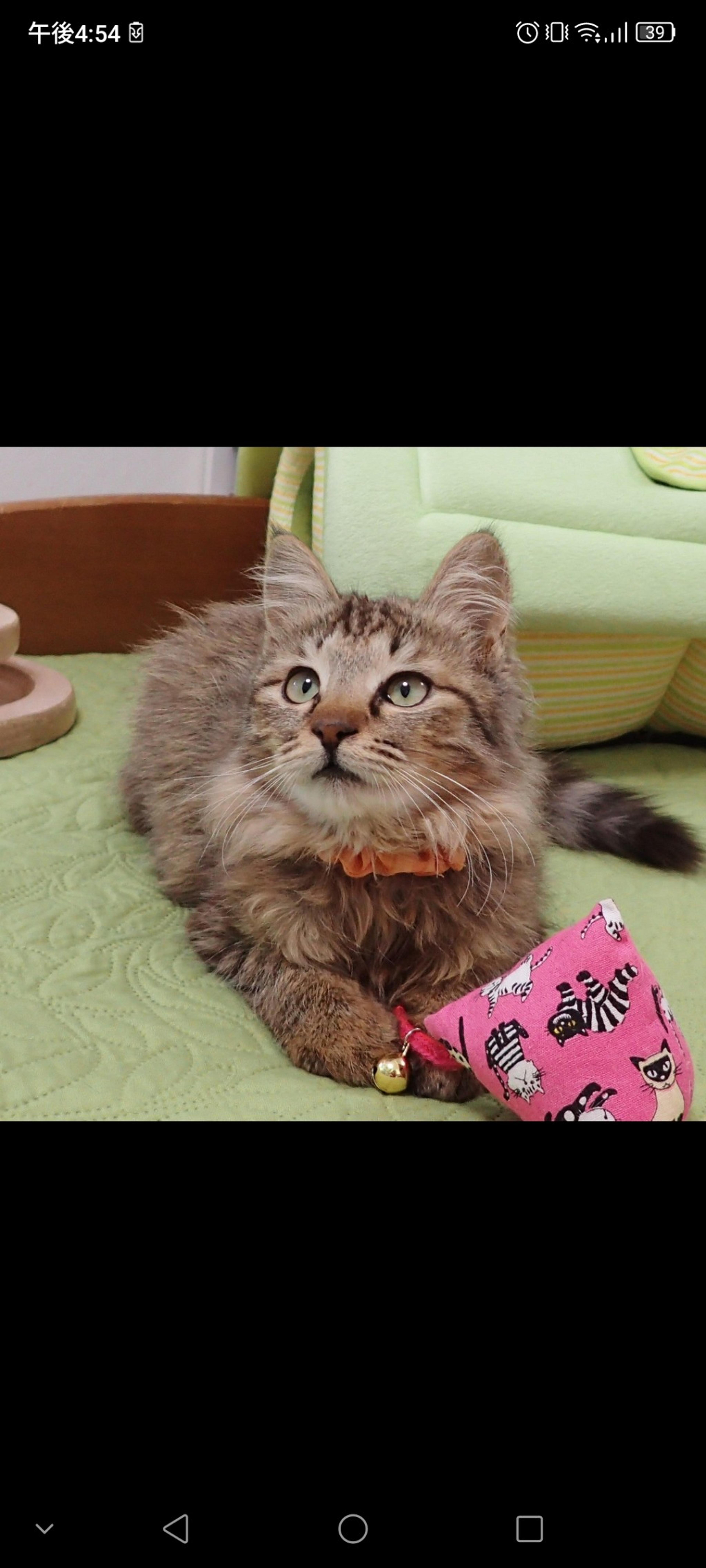 pet-image-3
