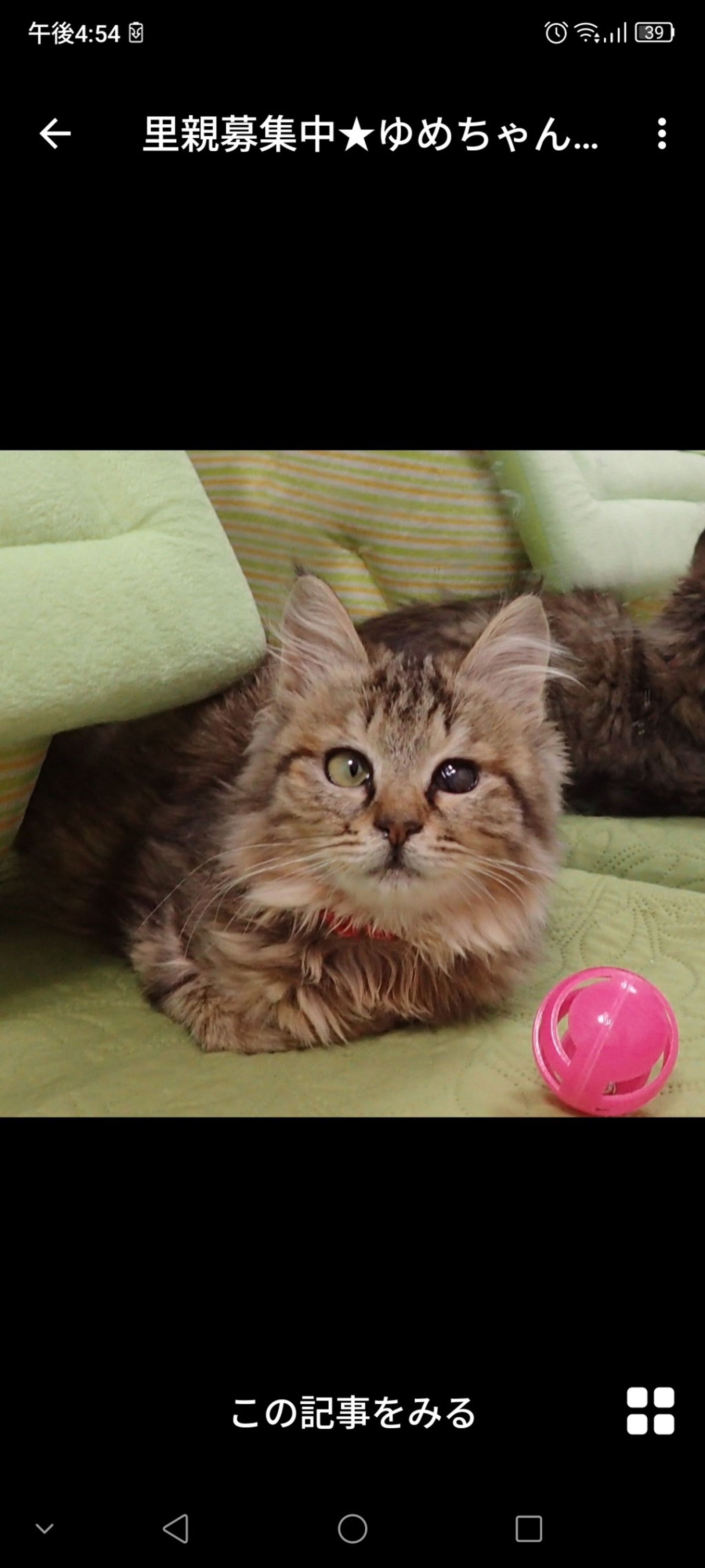 雑種（ミックス猫）・メスの里親募集の写真