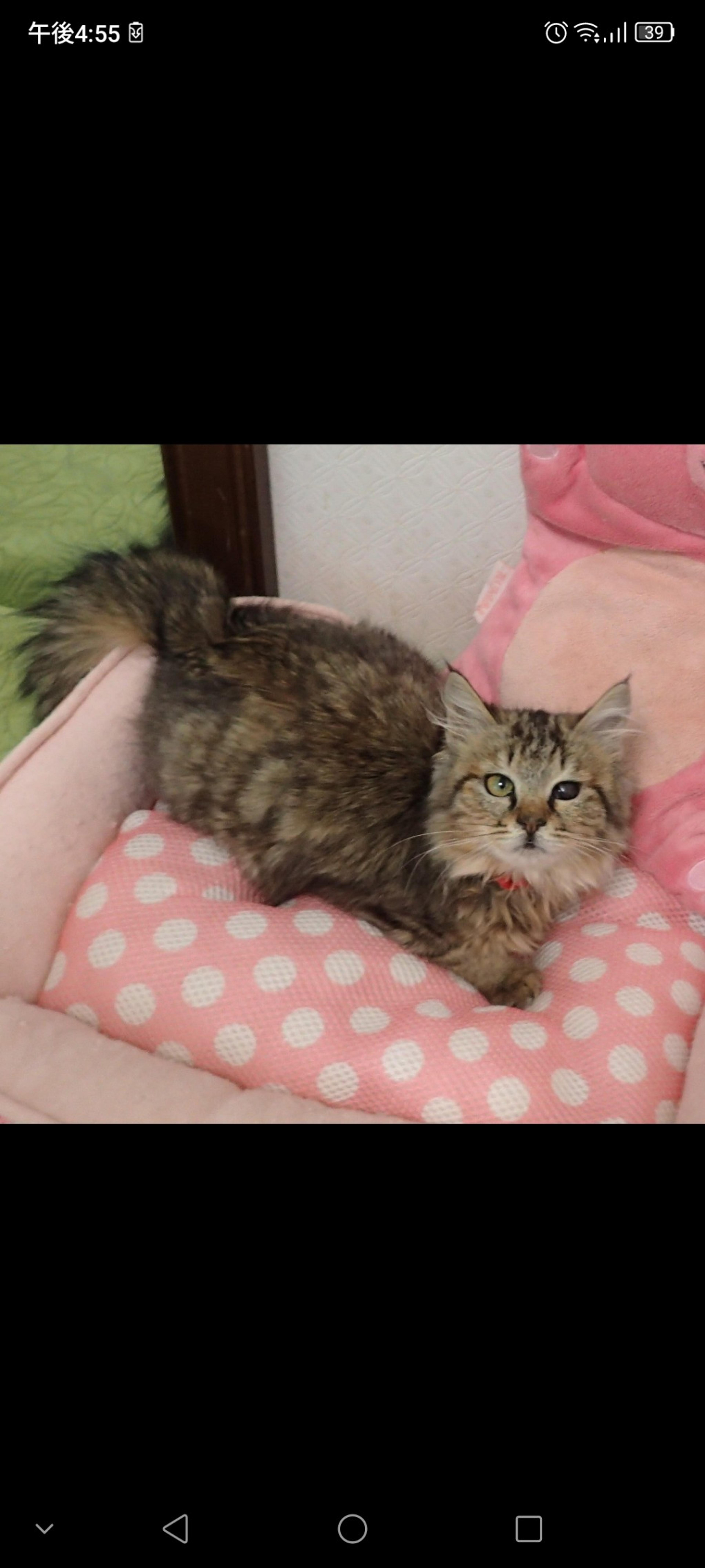 pet-image-3
