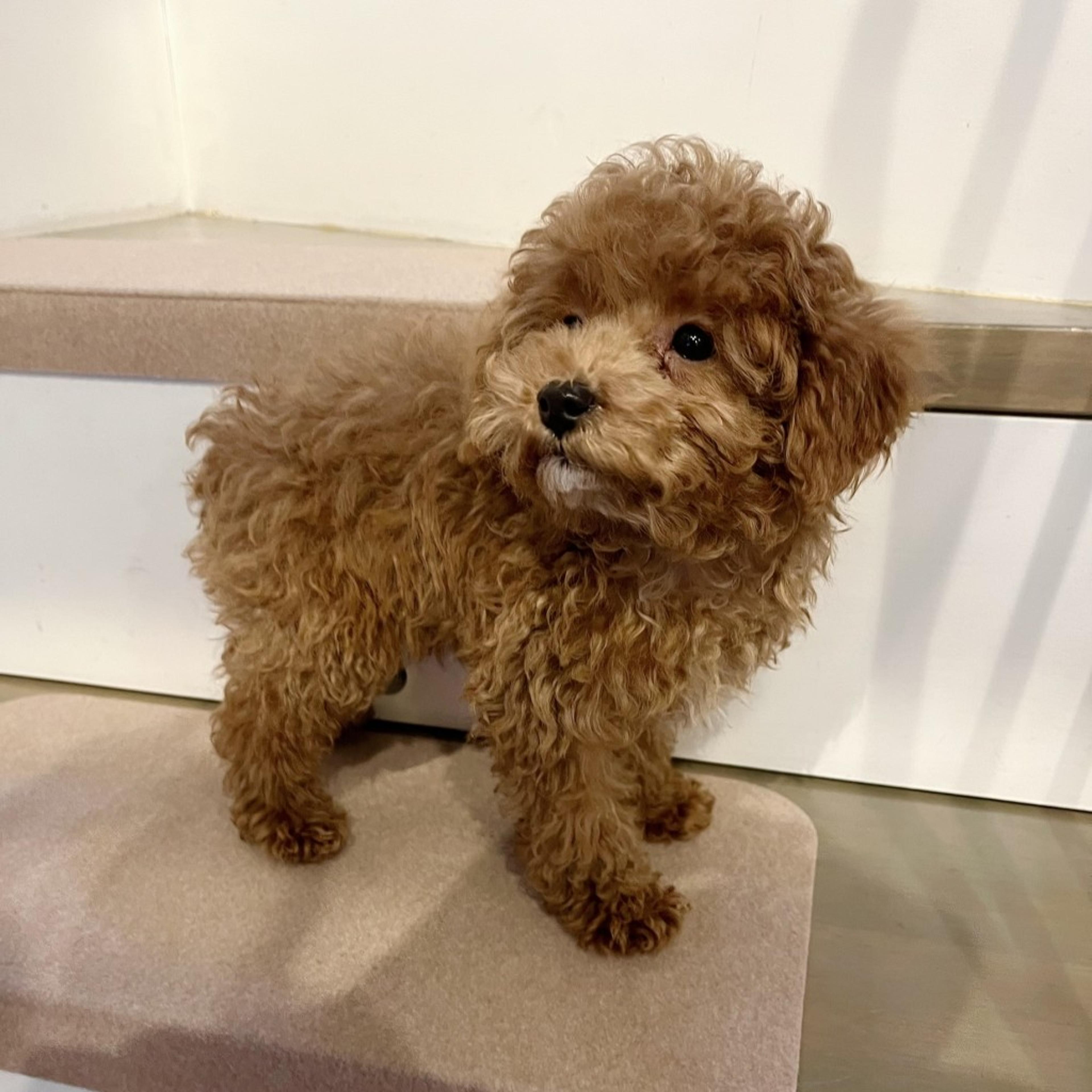 pet-image-3