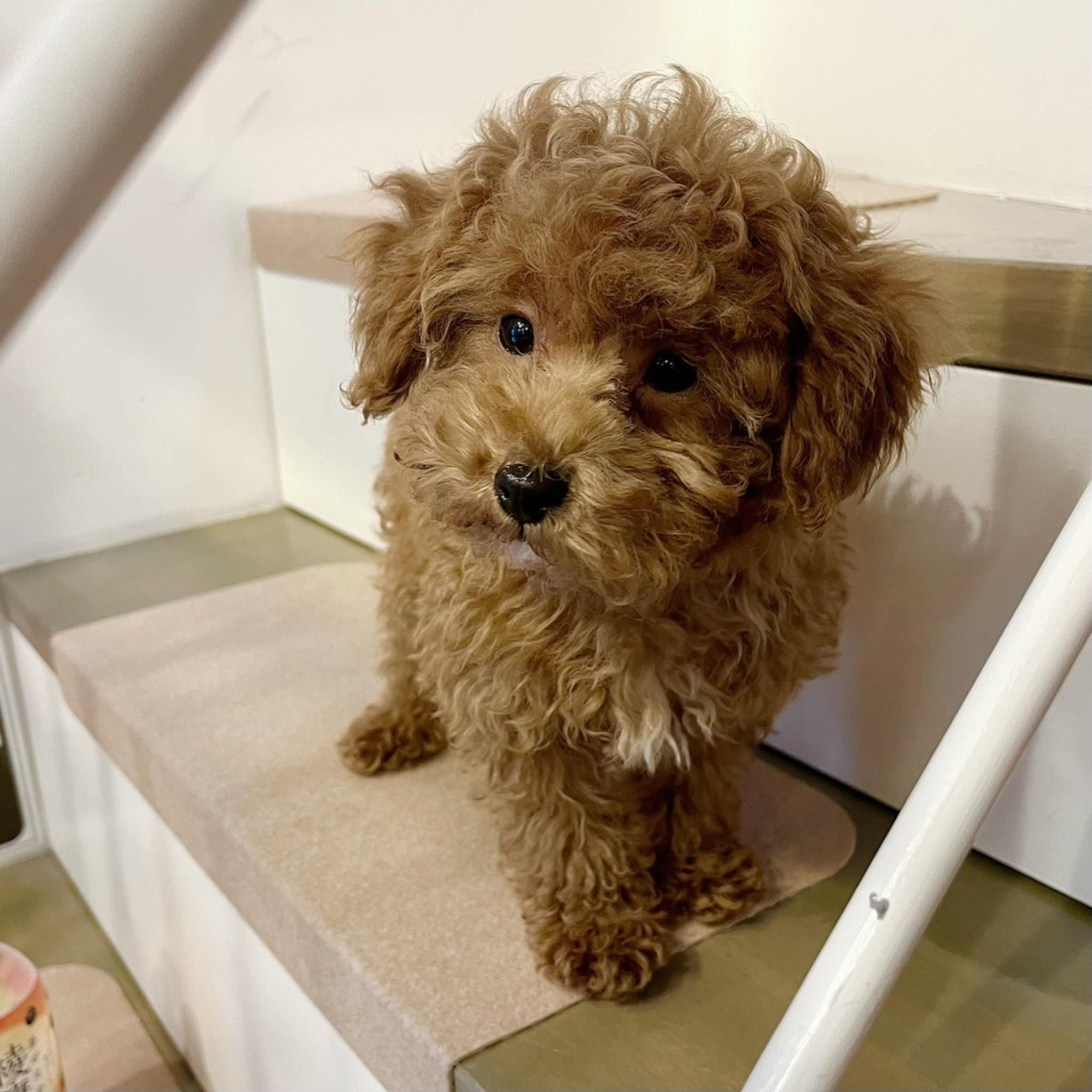 pet-image-4