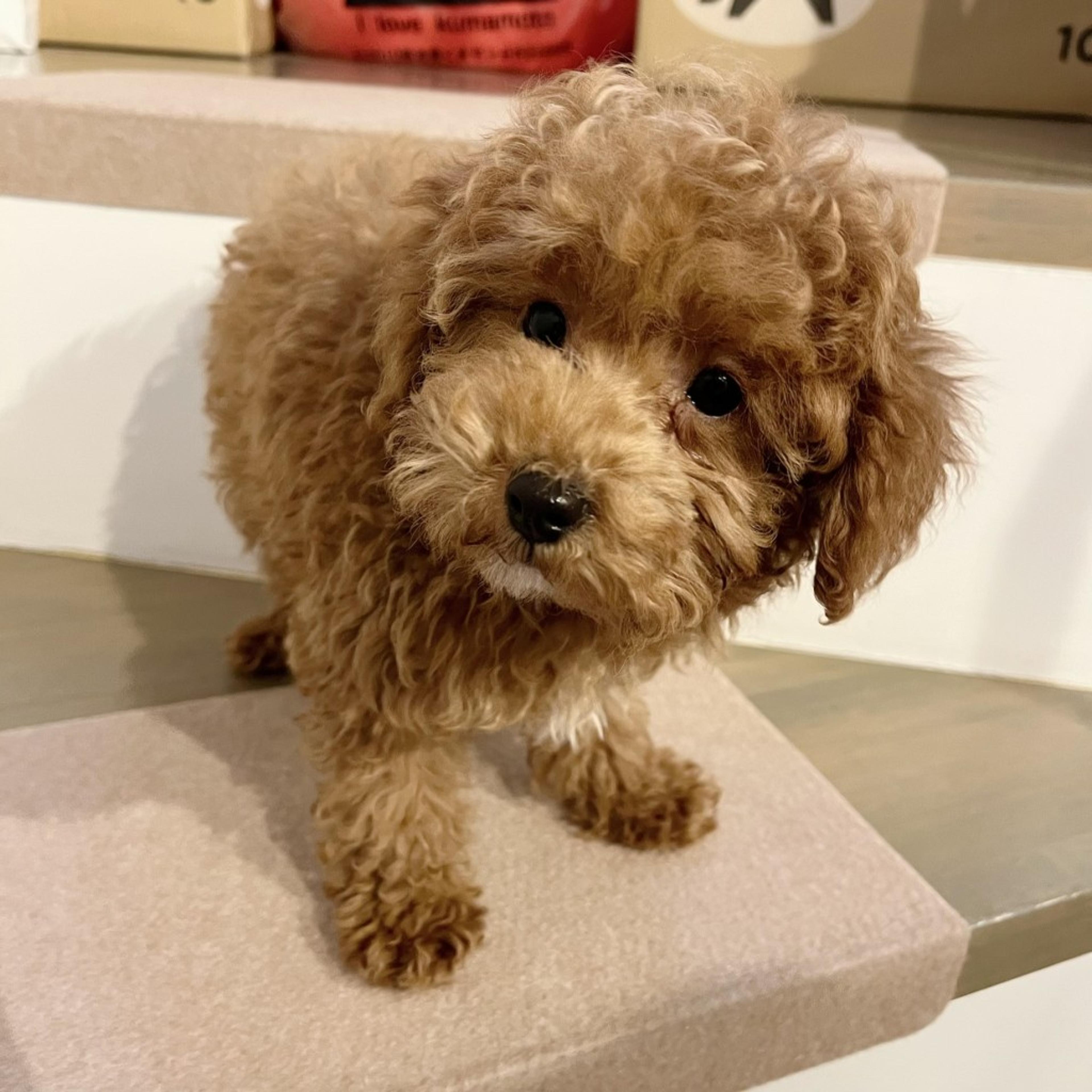 pet-image-6