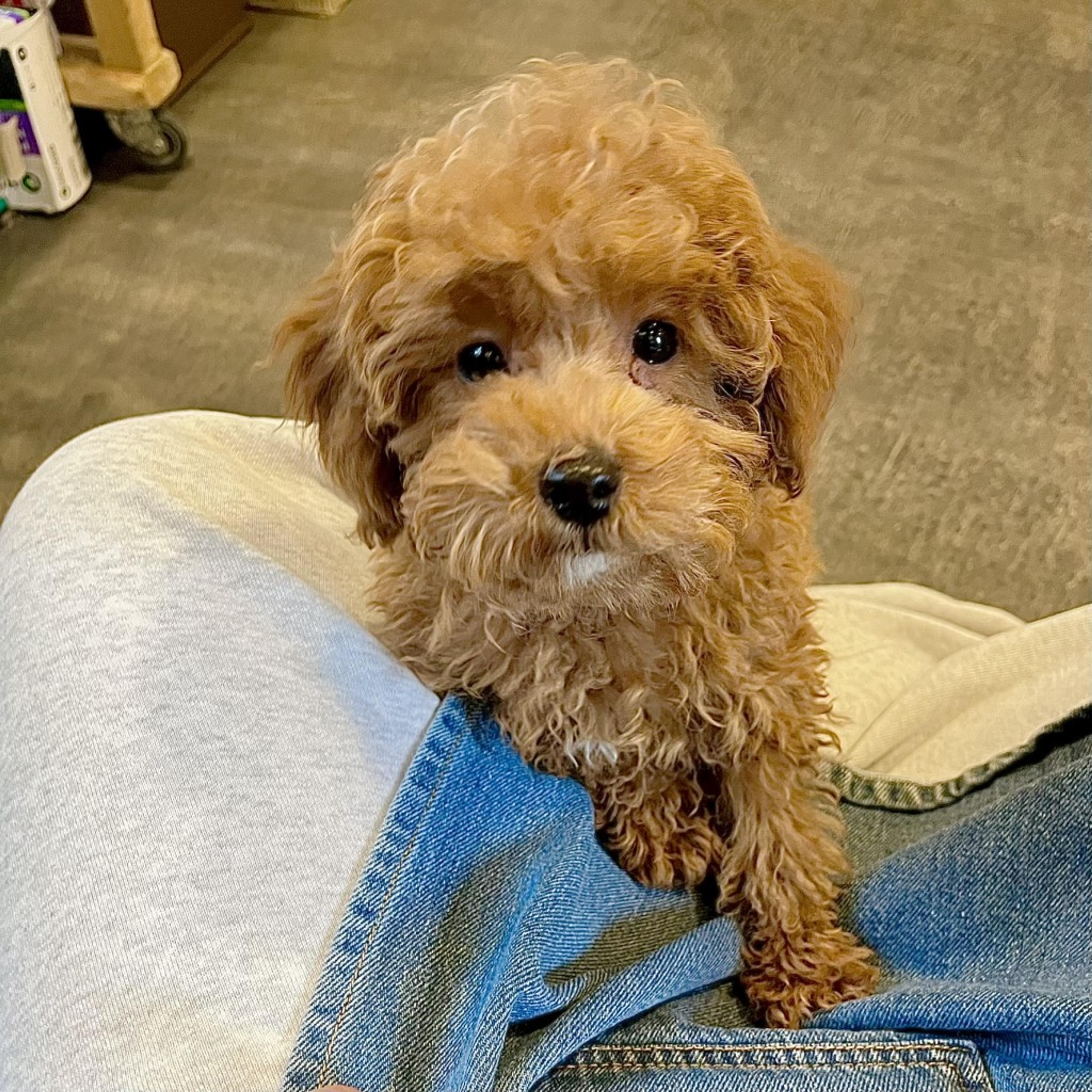 pet-image-2