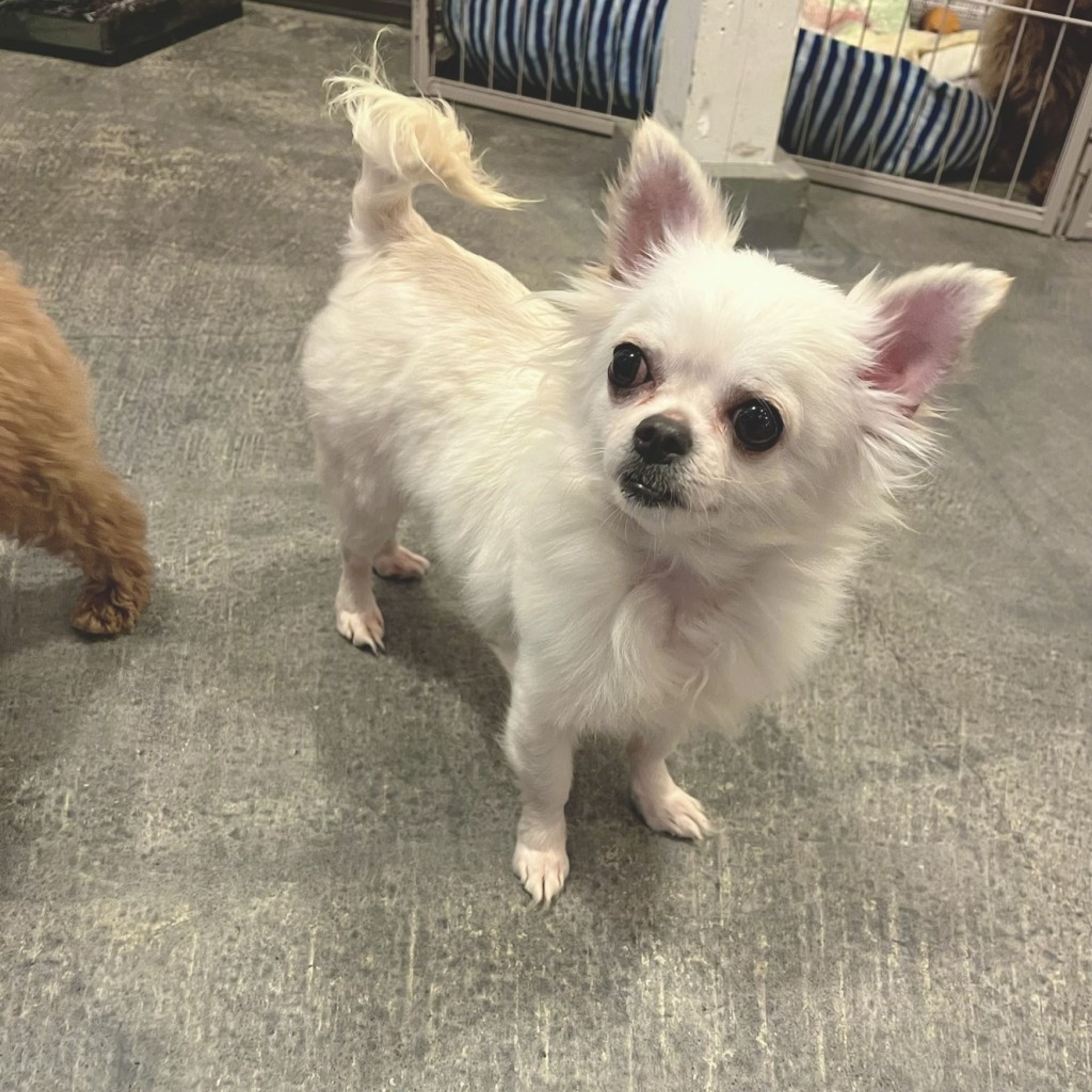 pet-image-2