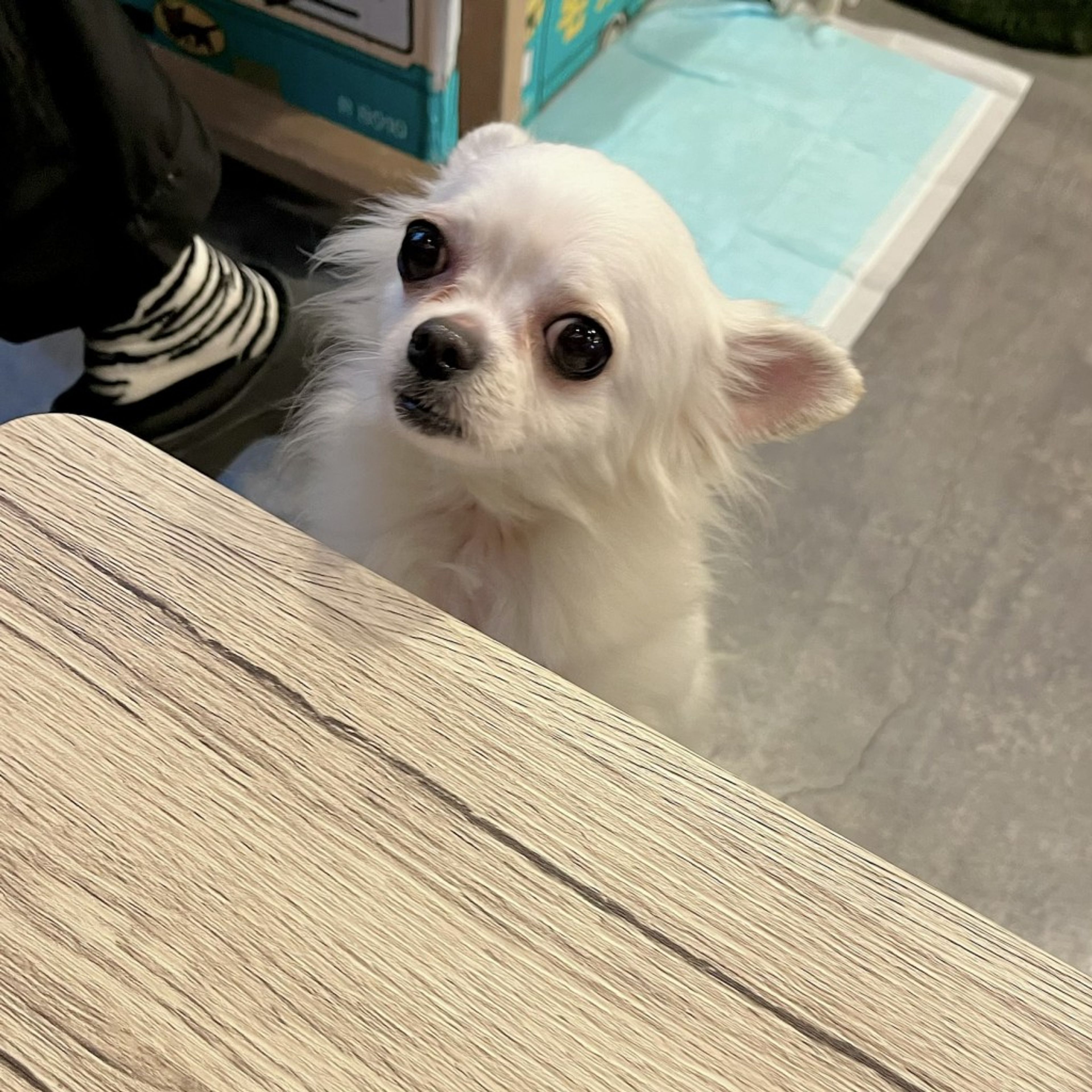 pet-image-3