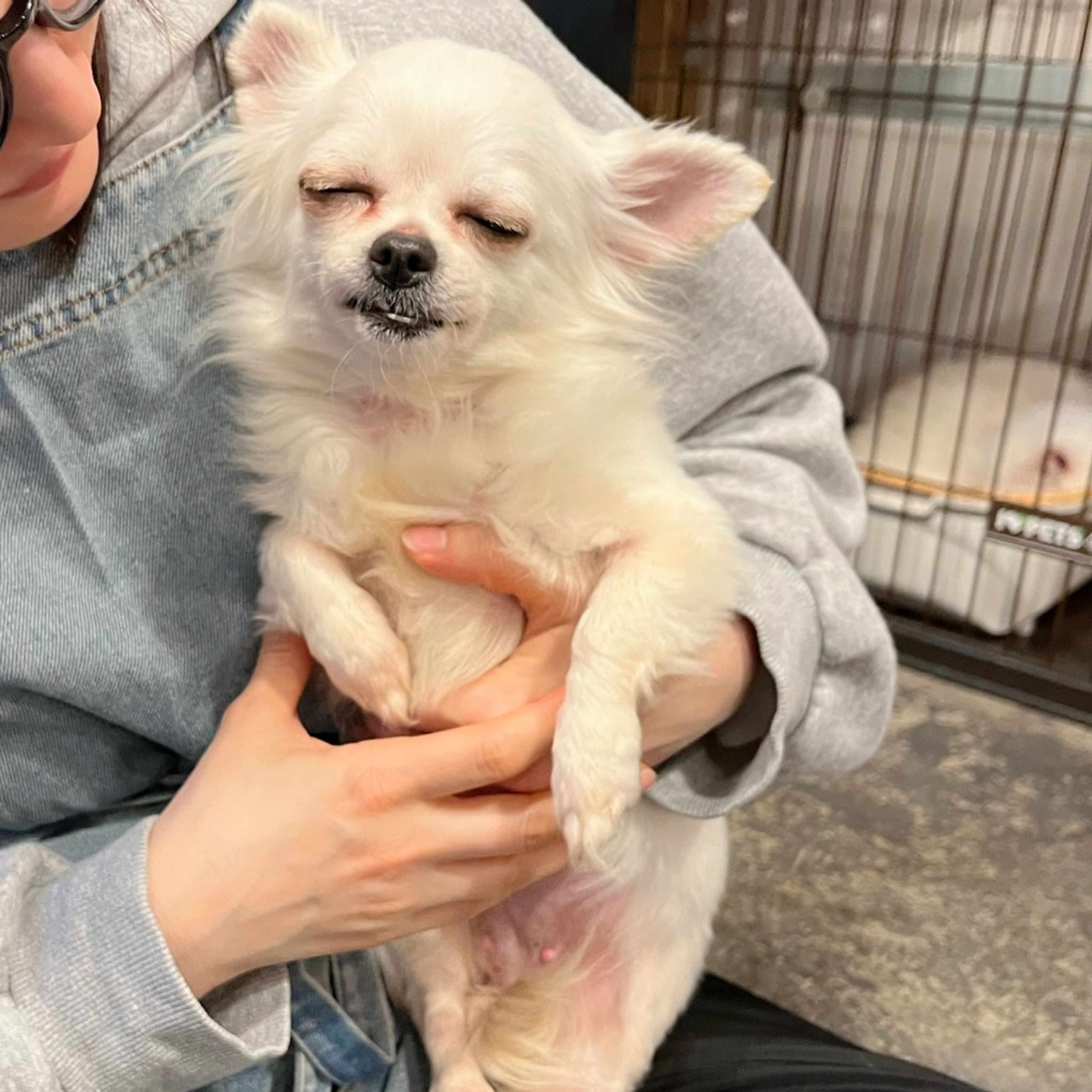 pet-image-4