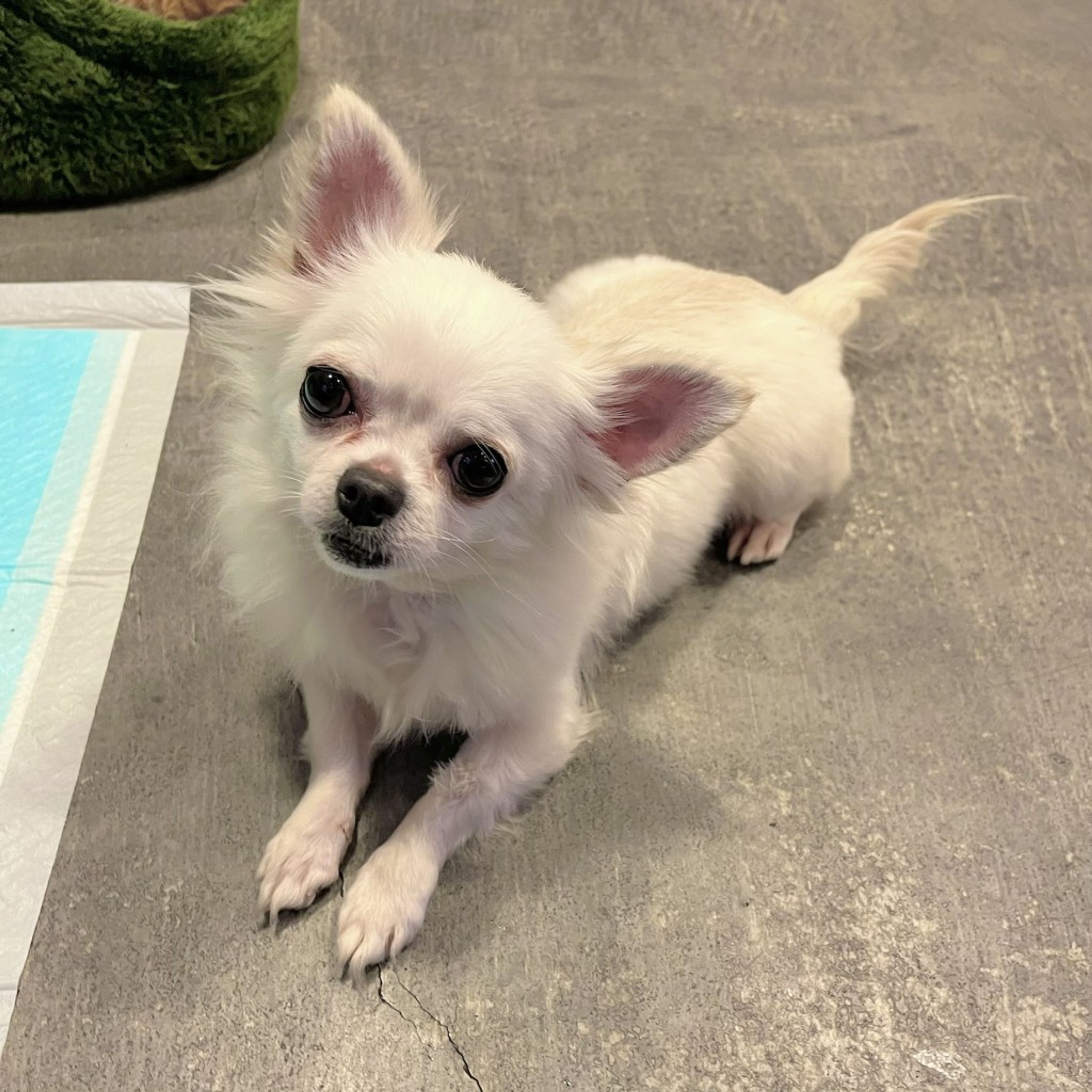 pet-image-5