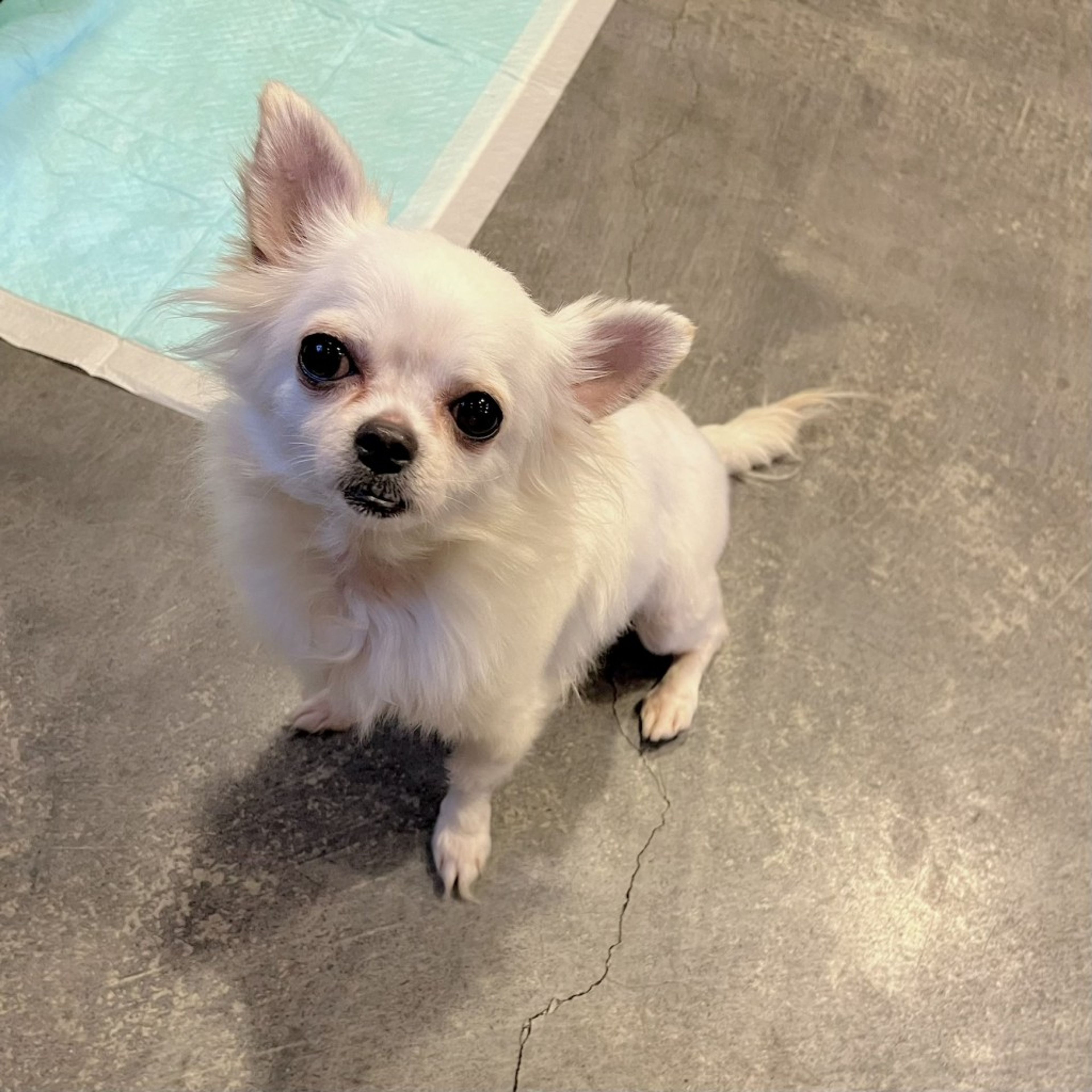 pet-image-6