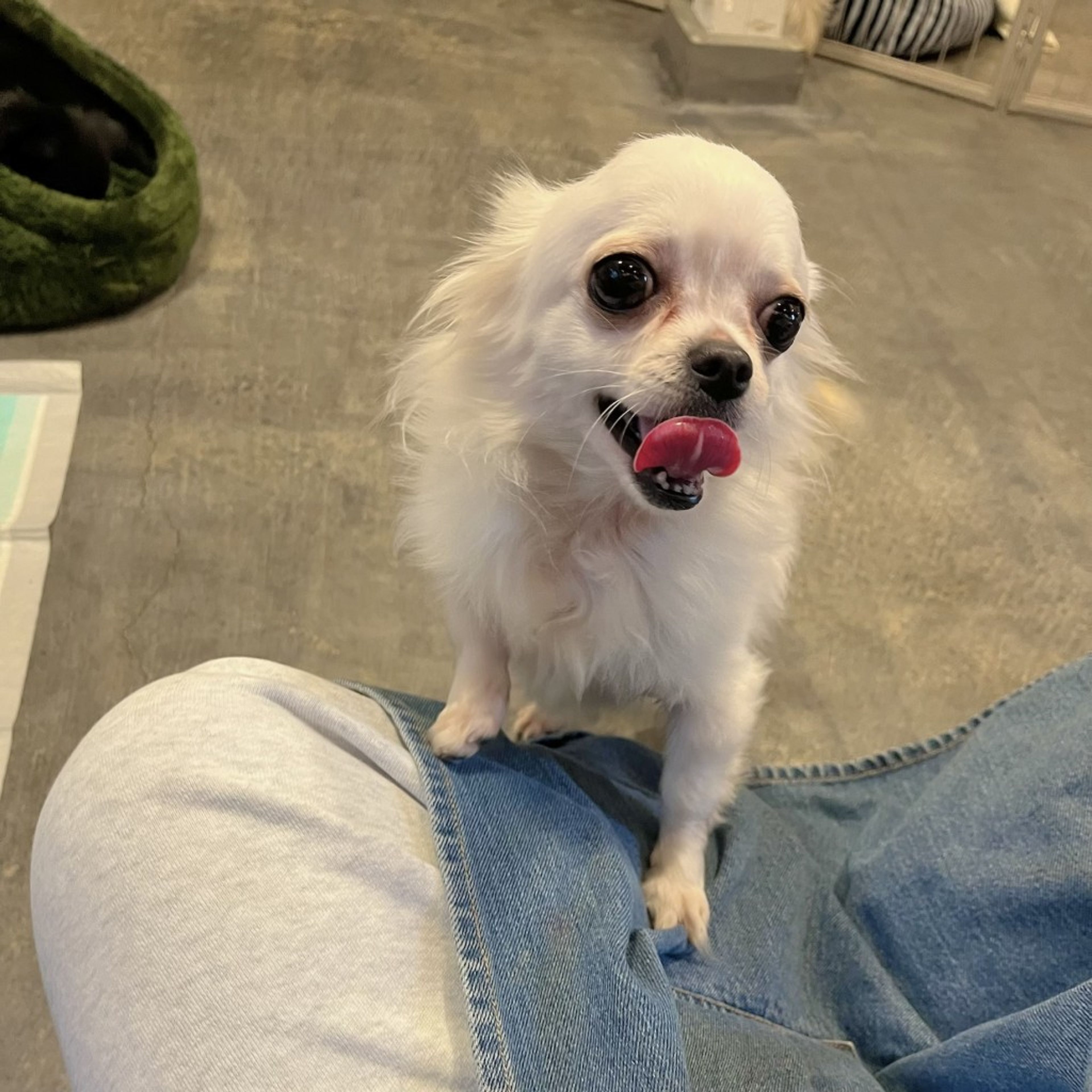 pet-image-7