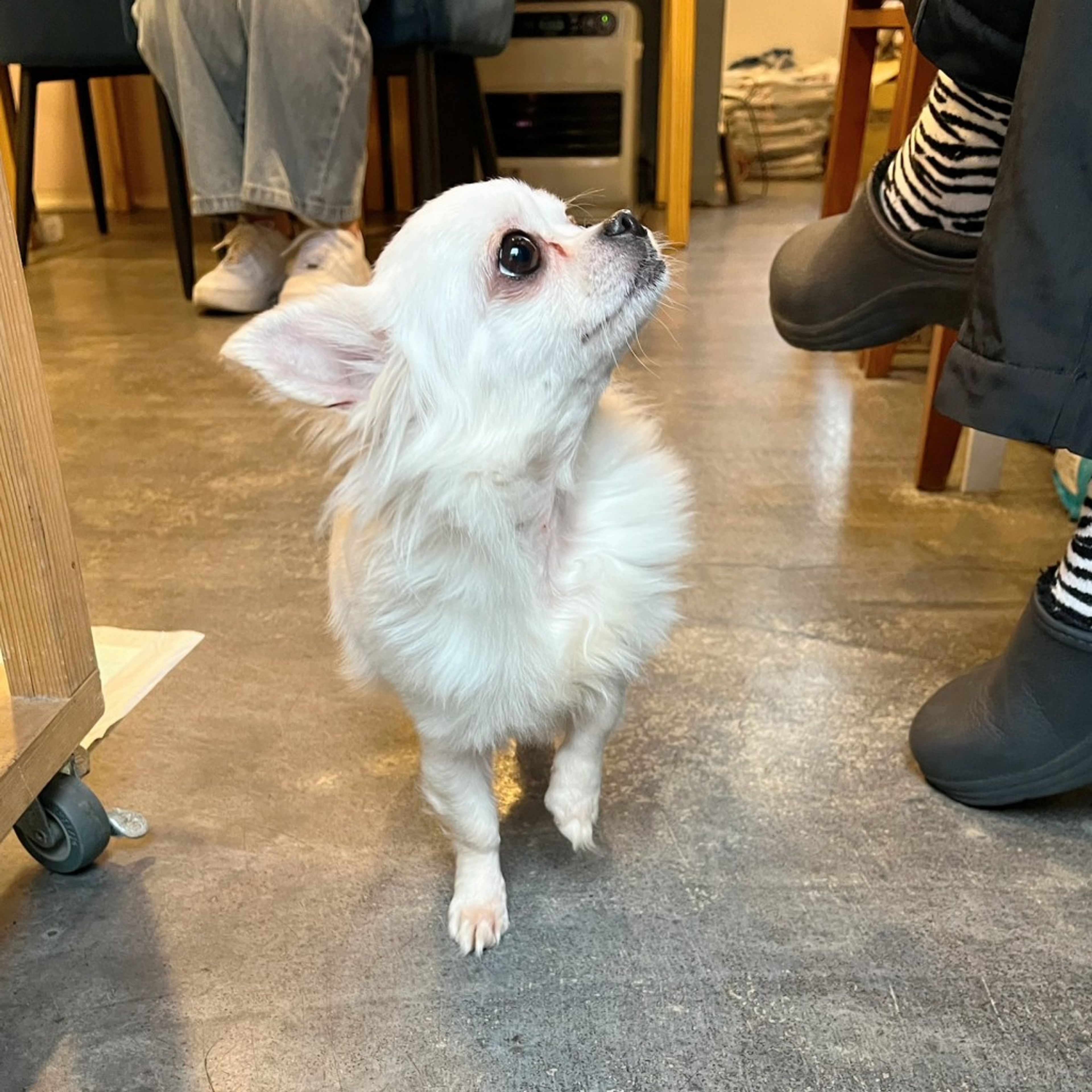 pet-image-8