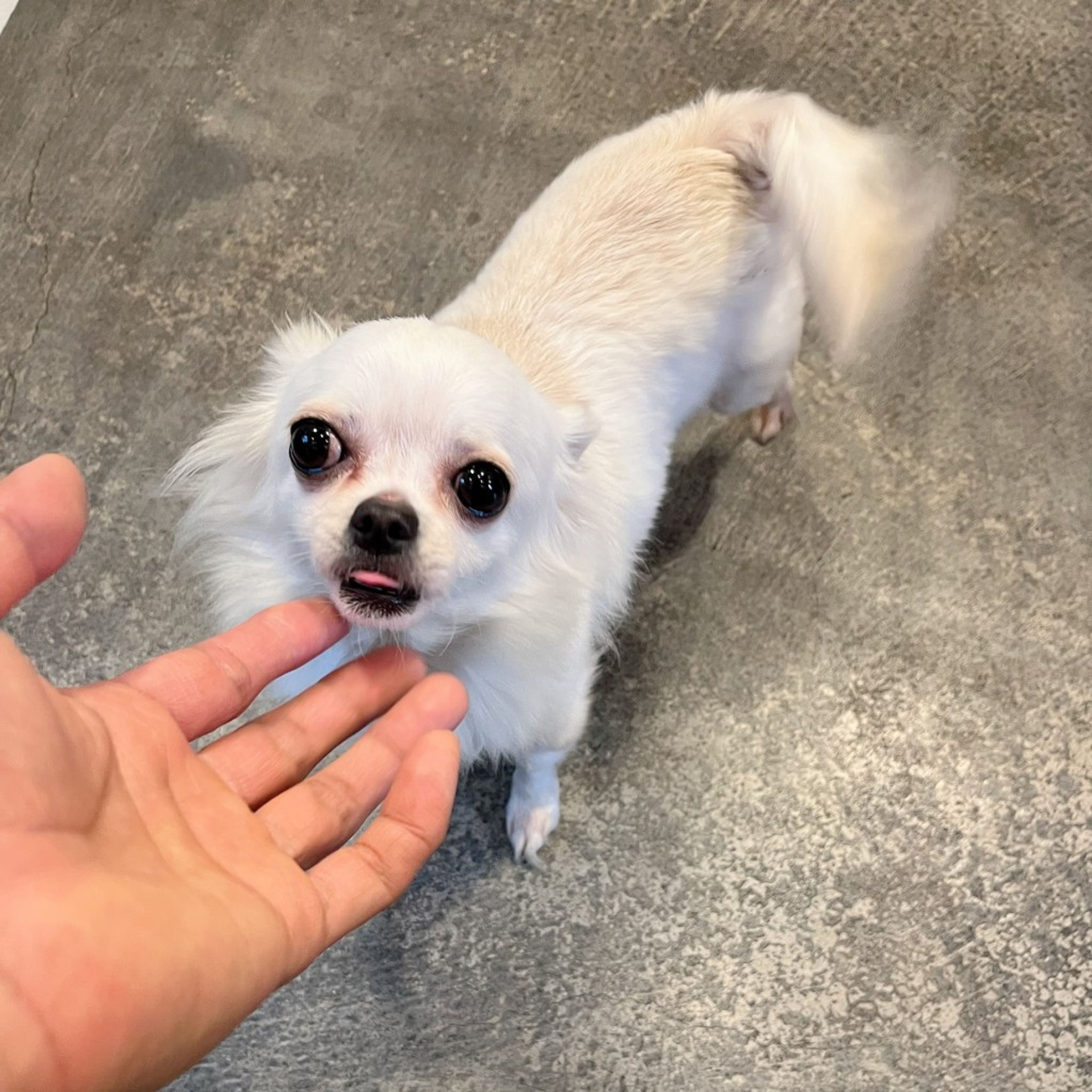 pet-image-9