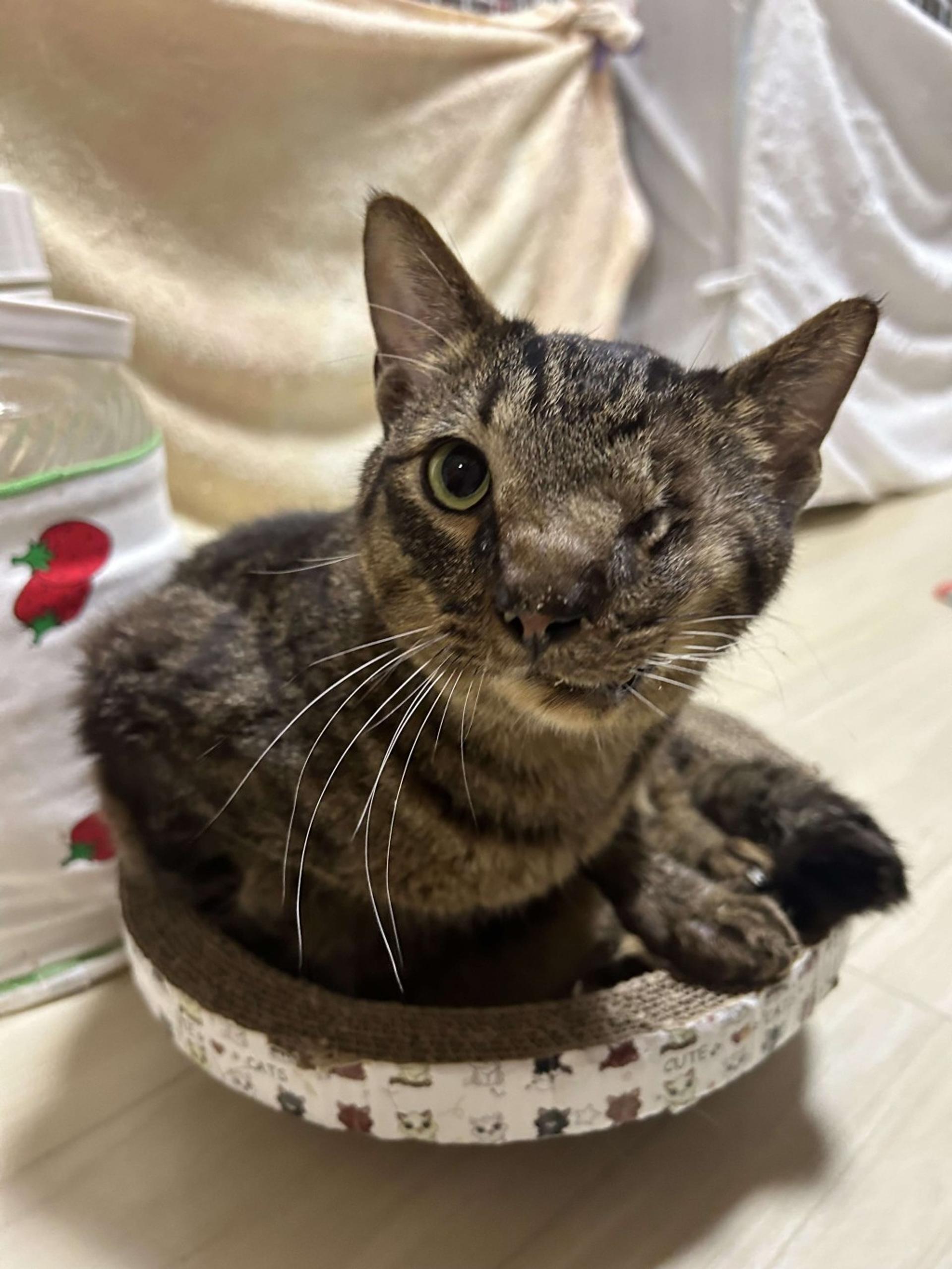pet-image-5
