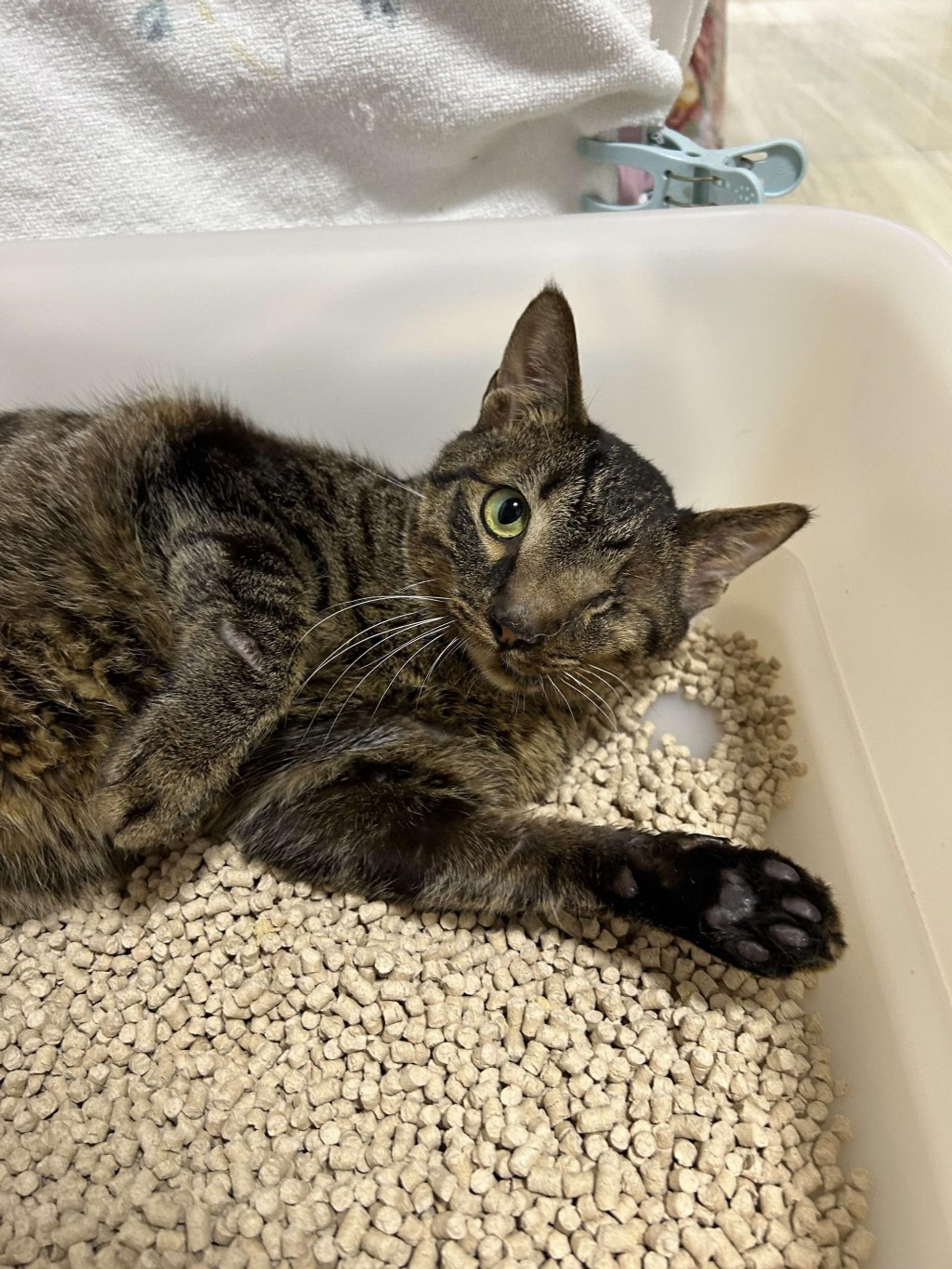 pet-image-2