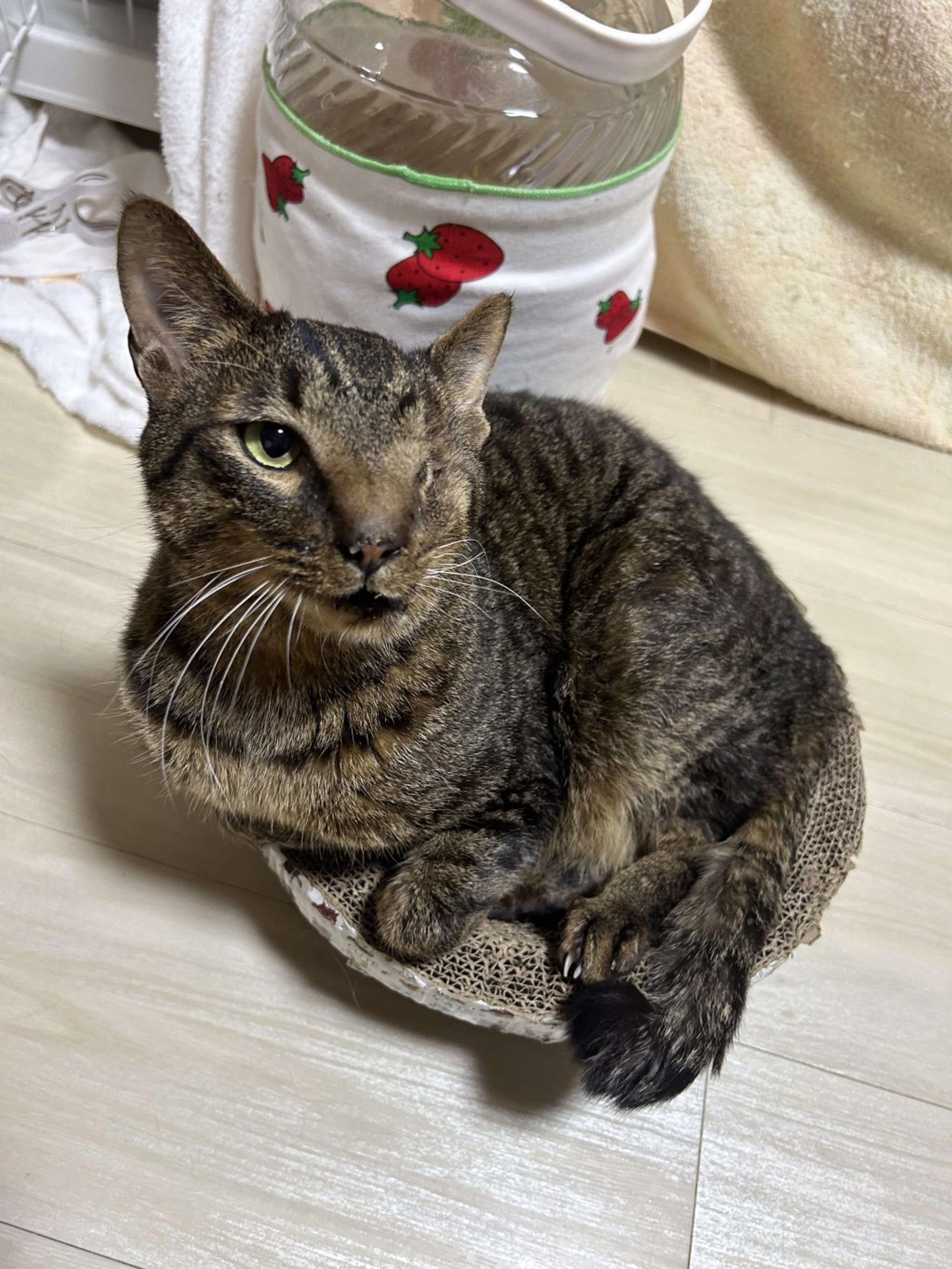 pet-image-7