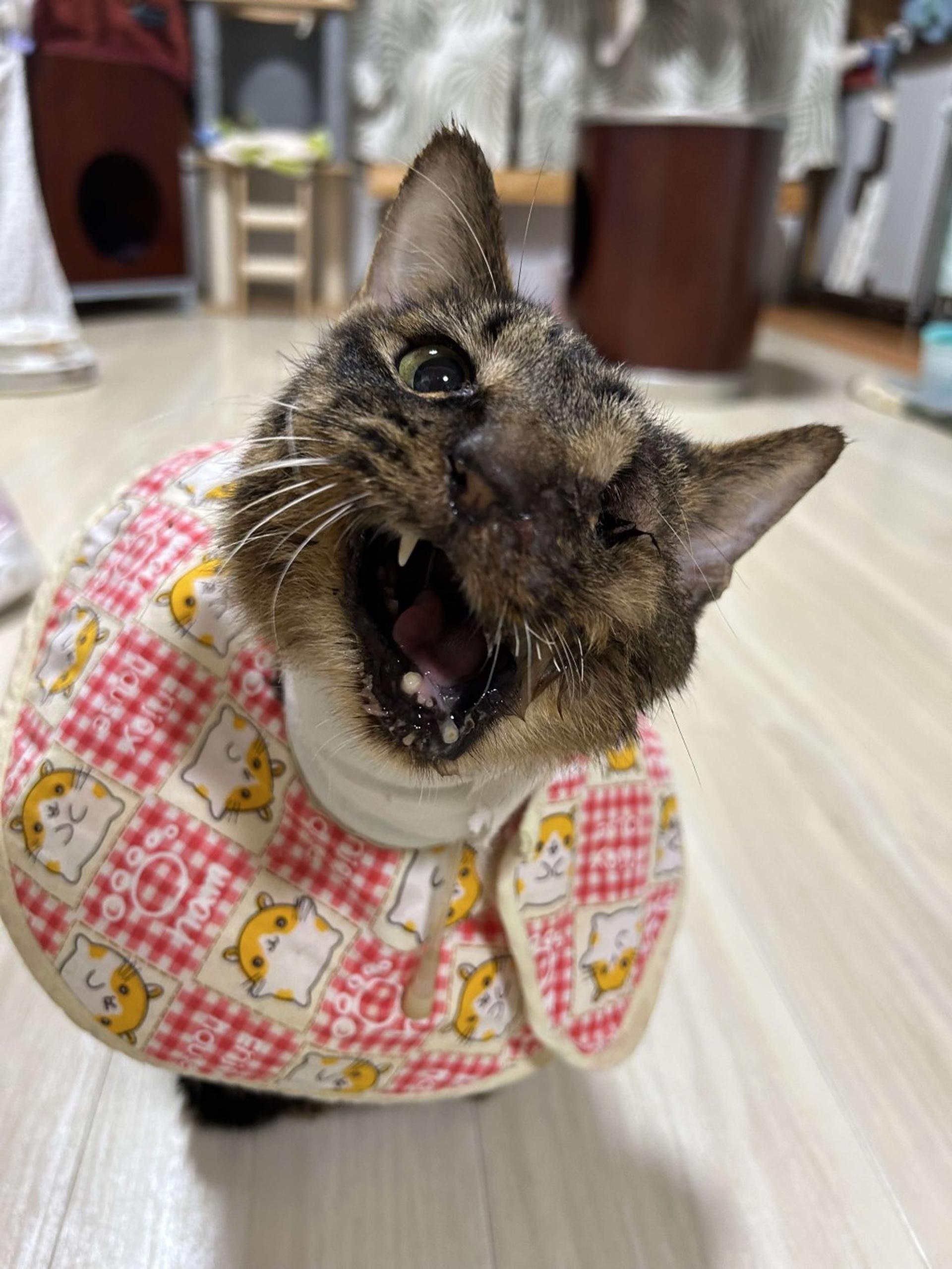 pet-image-9