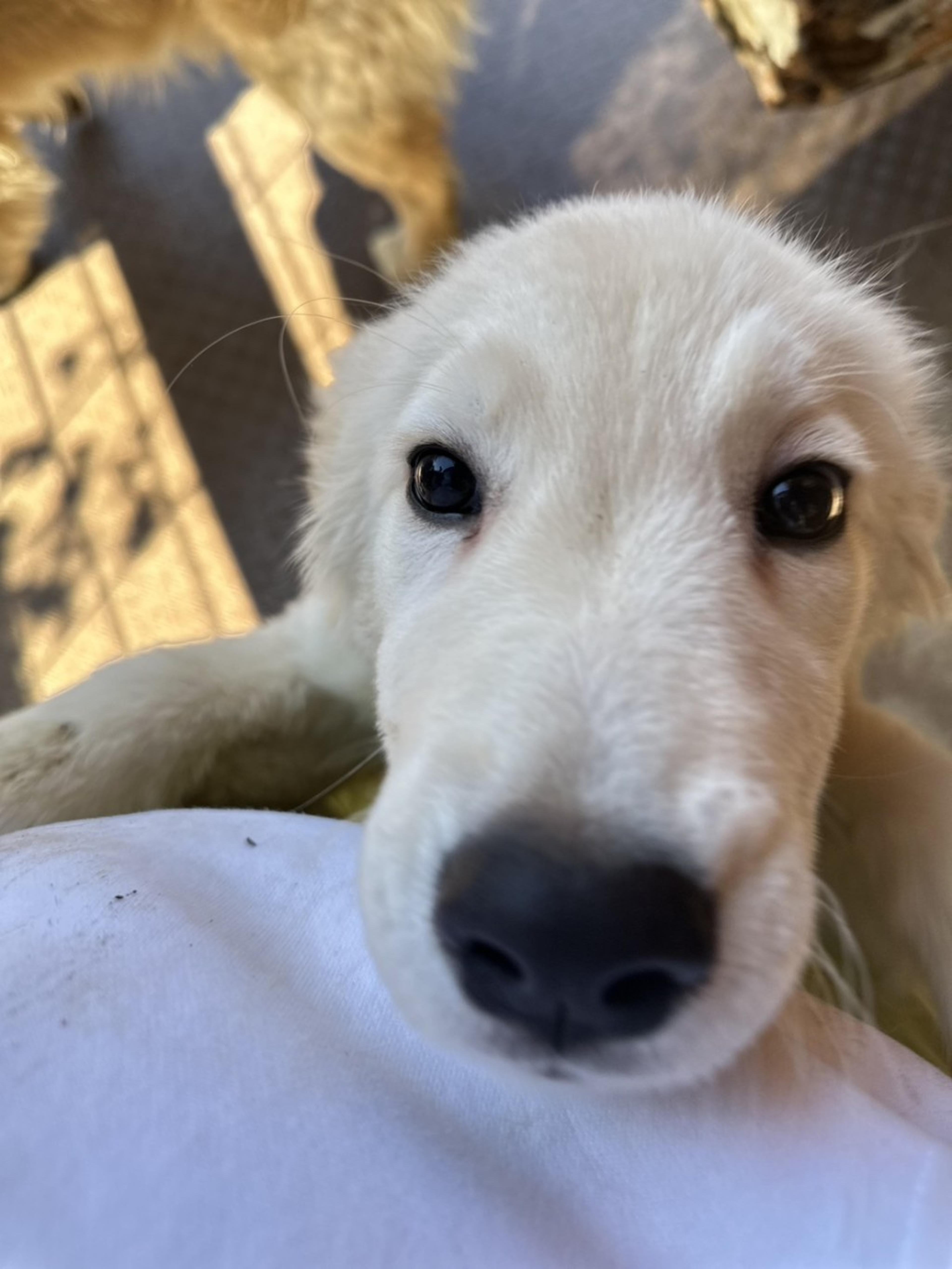 pet-image-2
