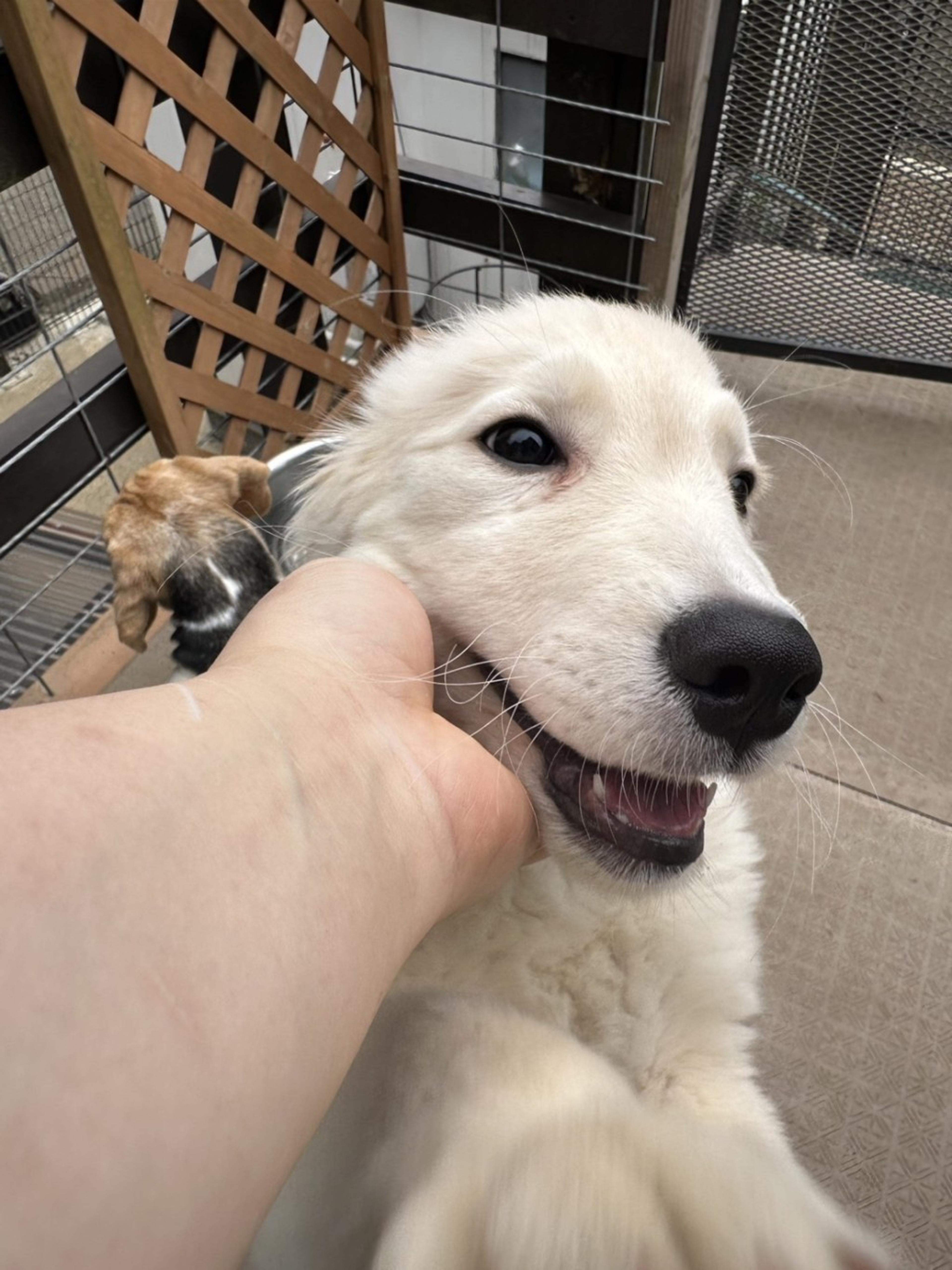 pet-image-3
