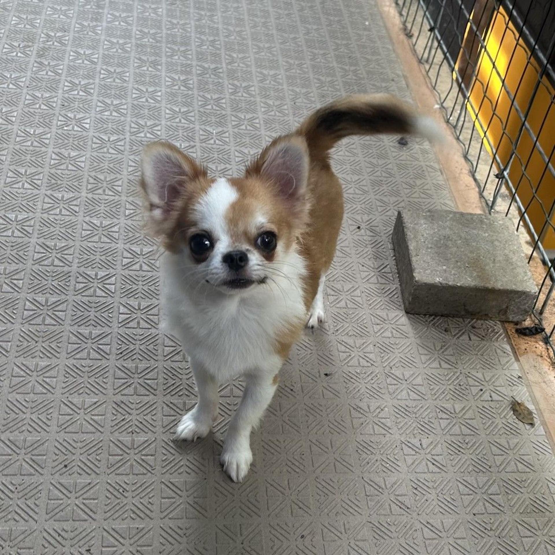 pet-image-2