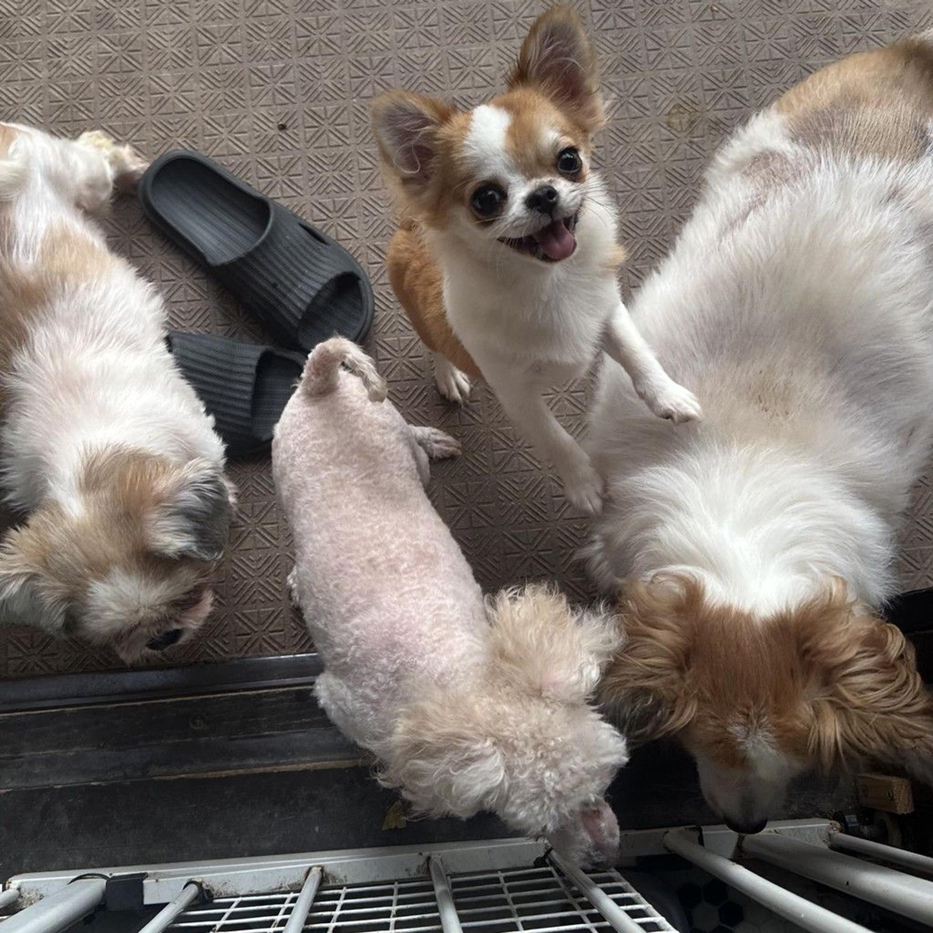 pet-image-3