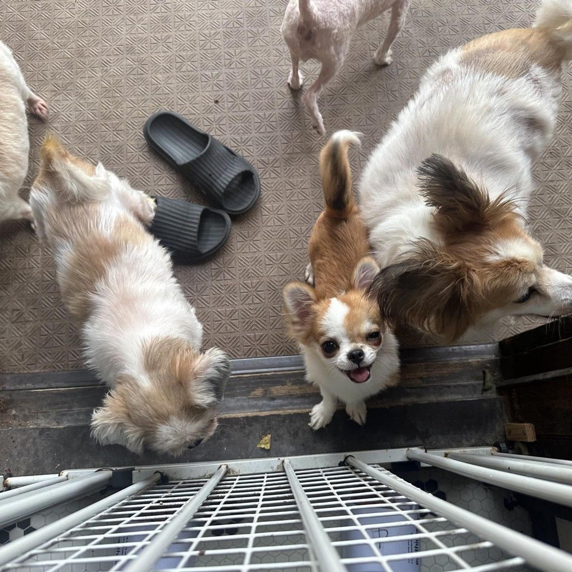 pet-image-4