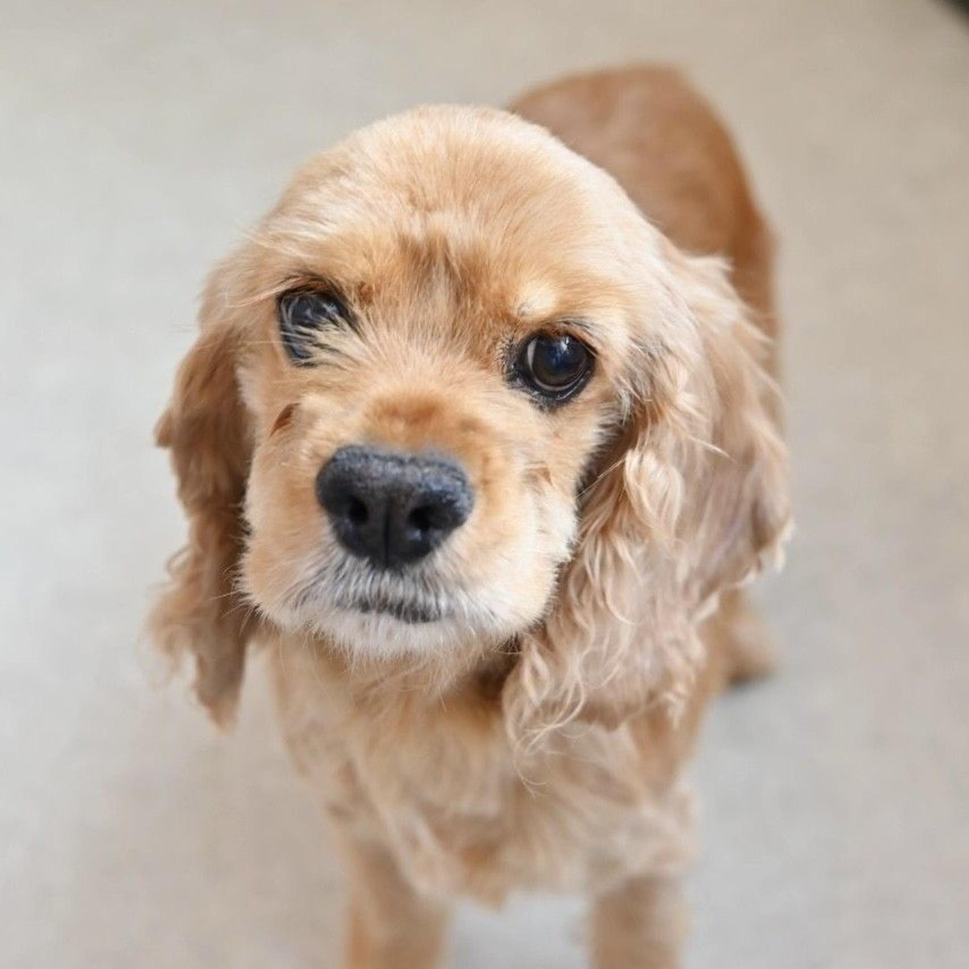 pet-image-4