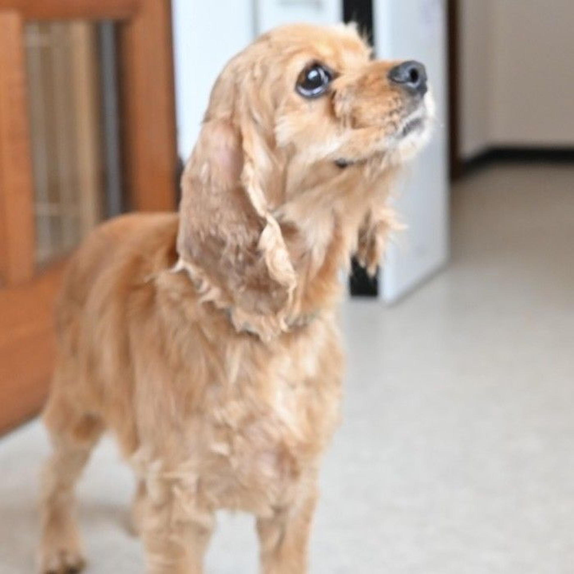 pet-image-7