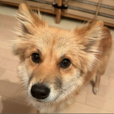 六花(りっか)の写真
