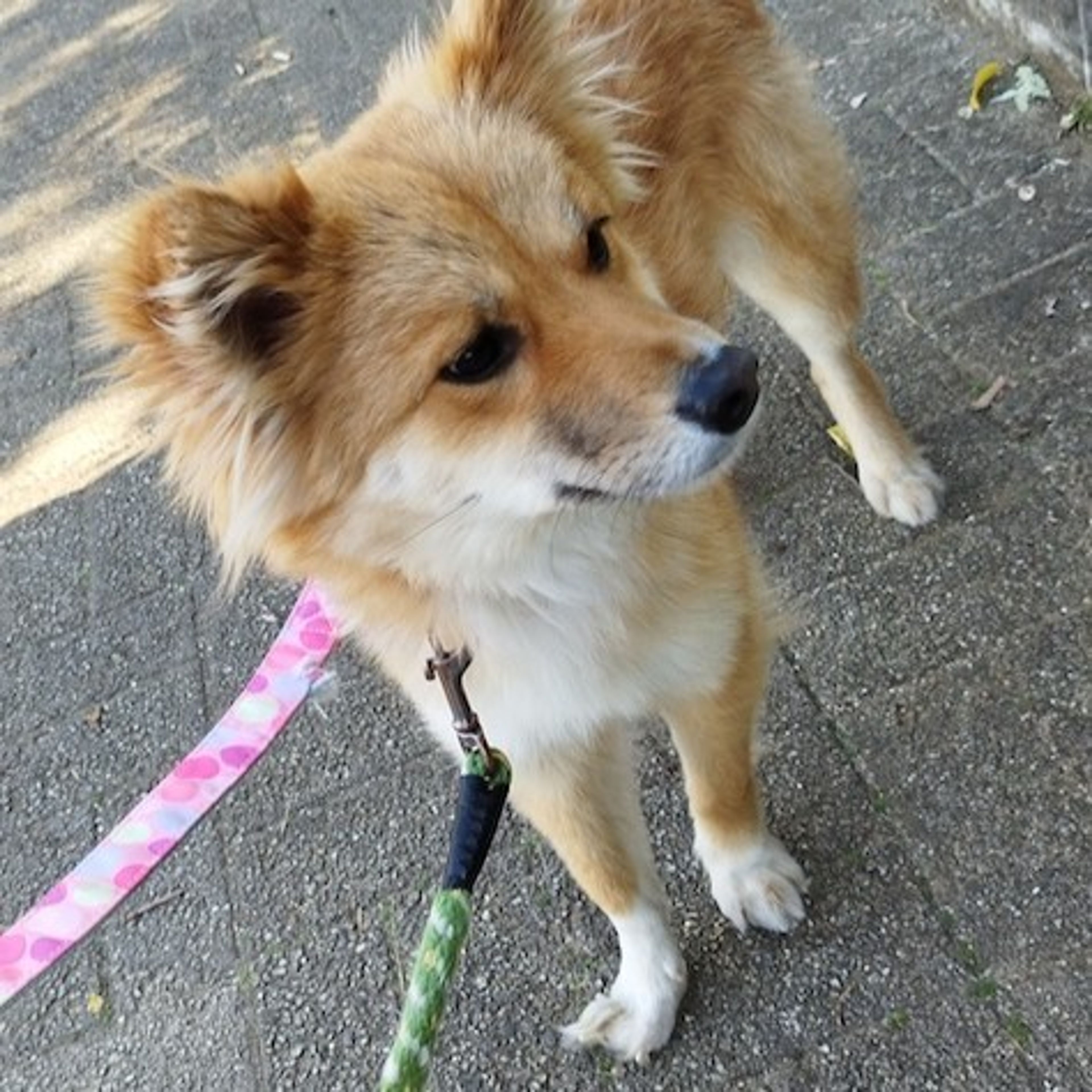 pet-image-2