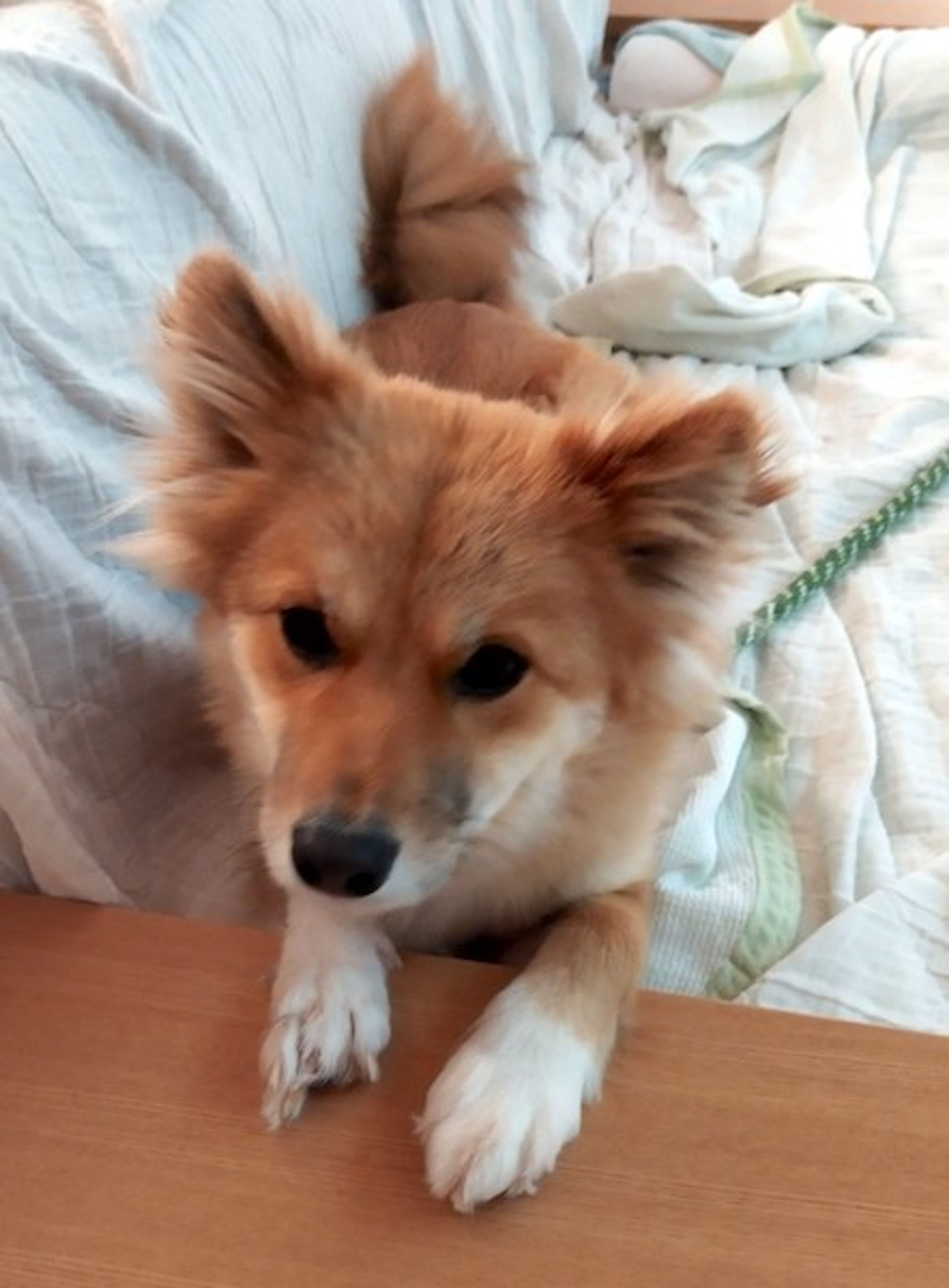 pet-image-3