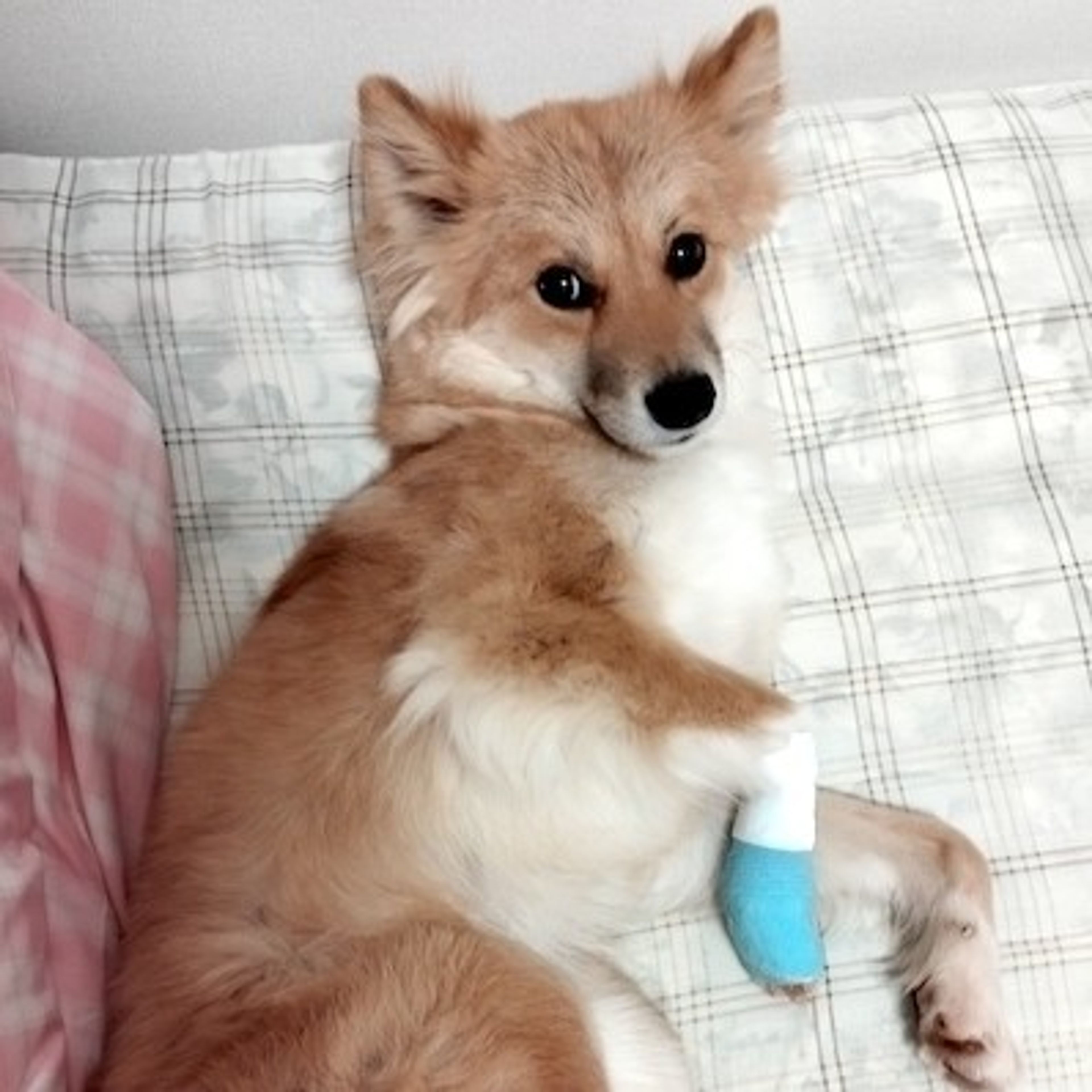 pet-image-4