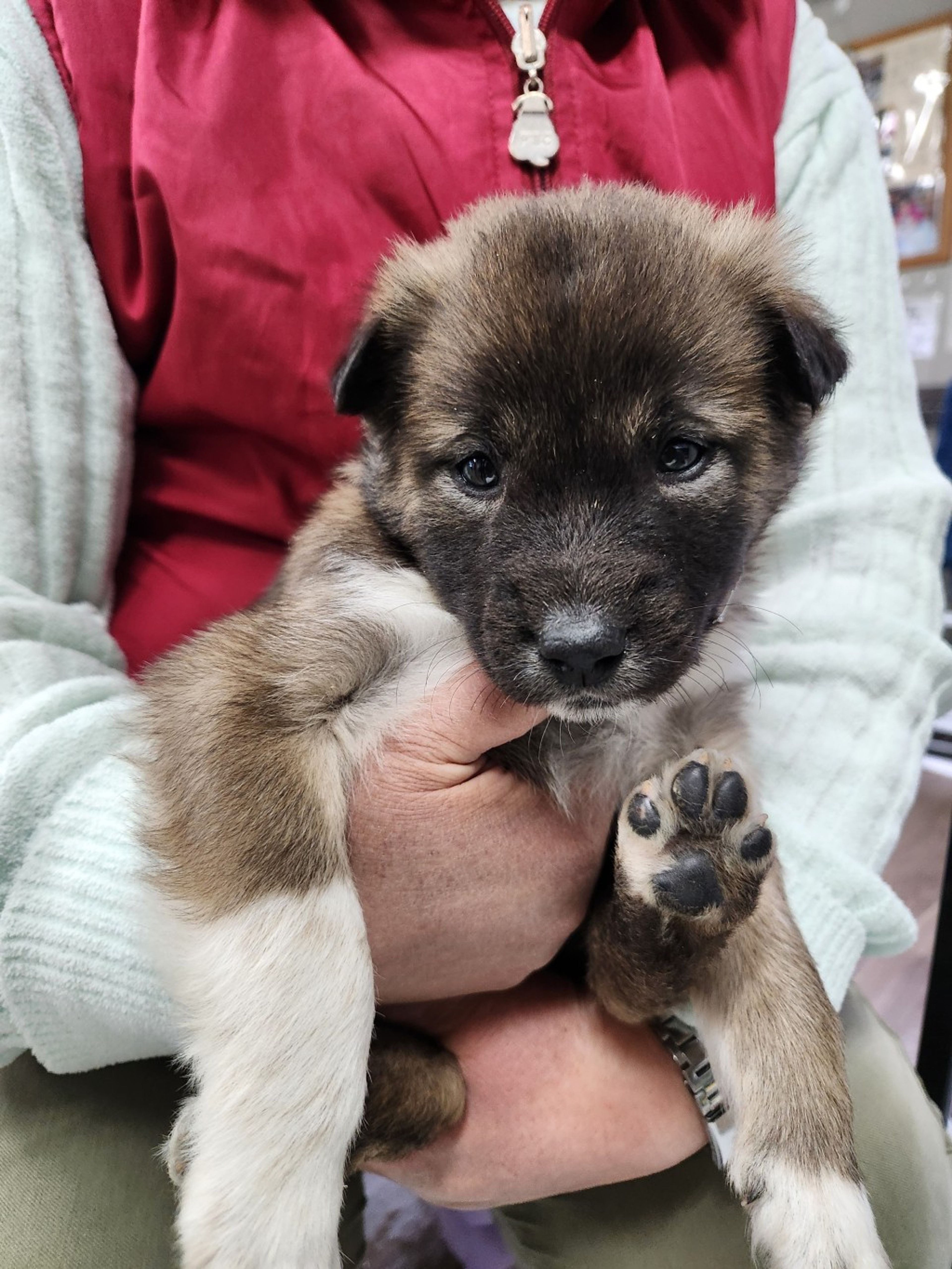 pet-image-2