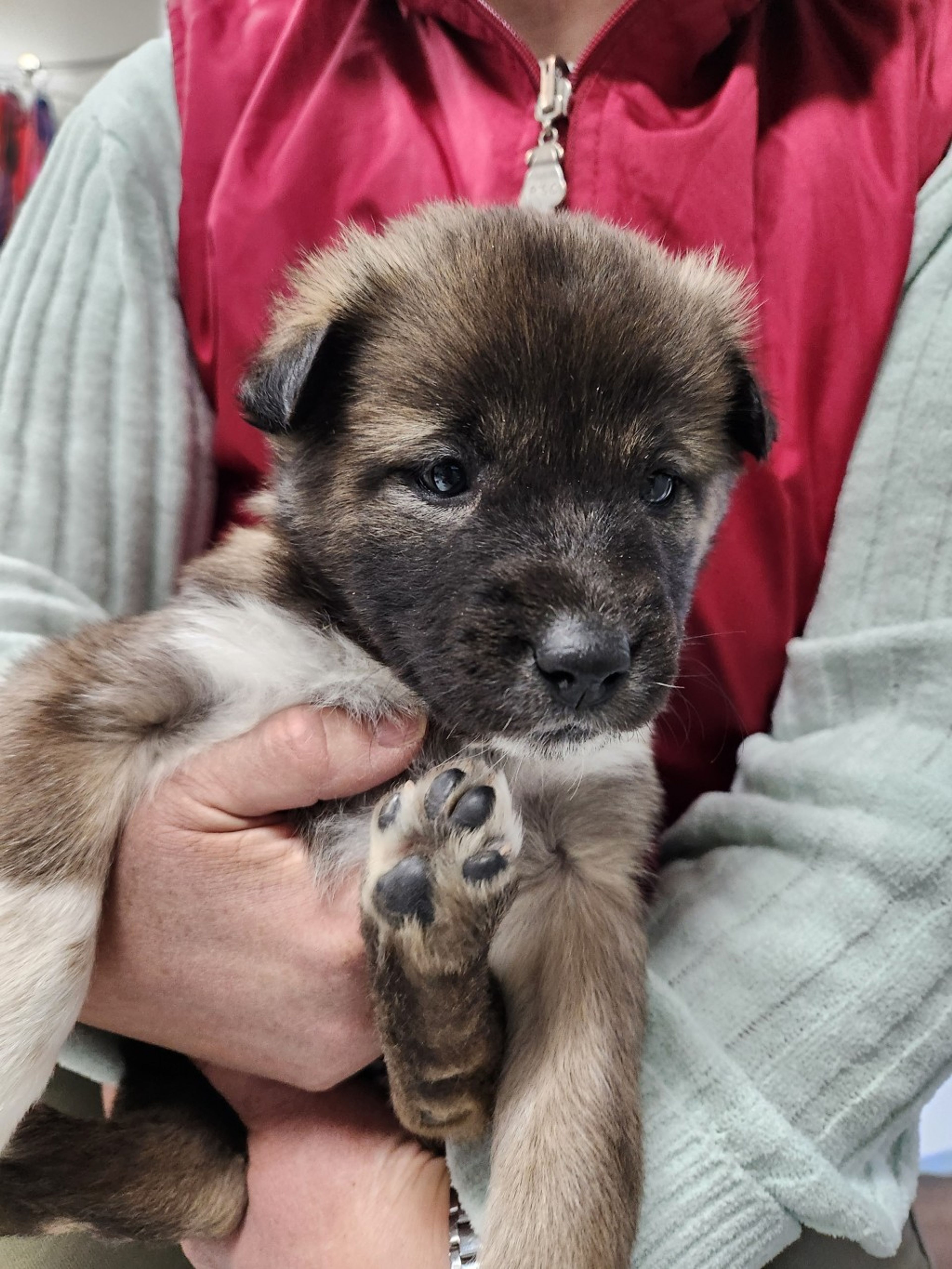 pet-image-3
