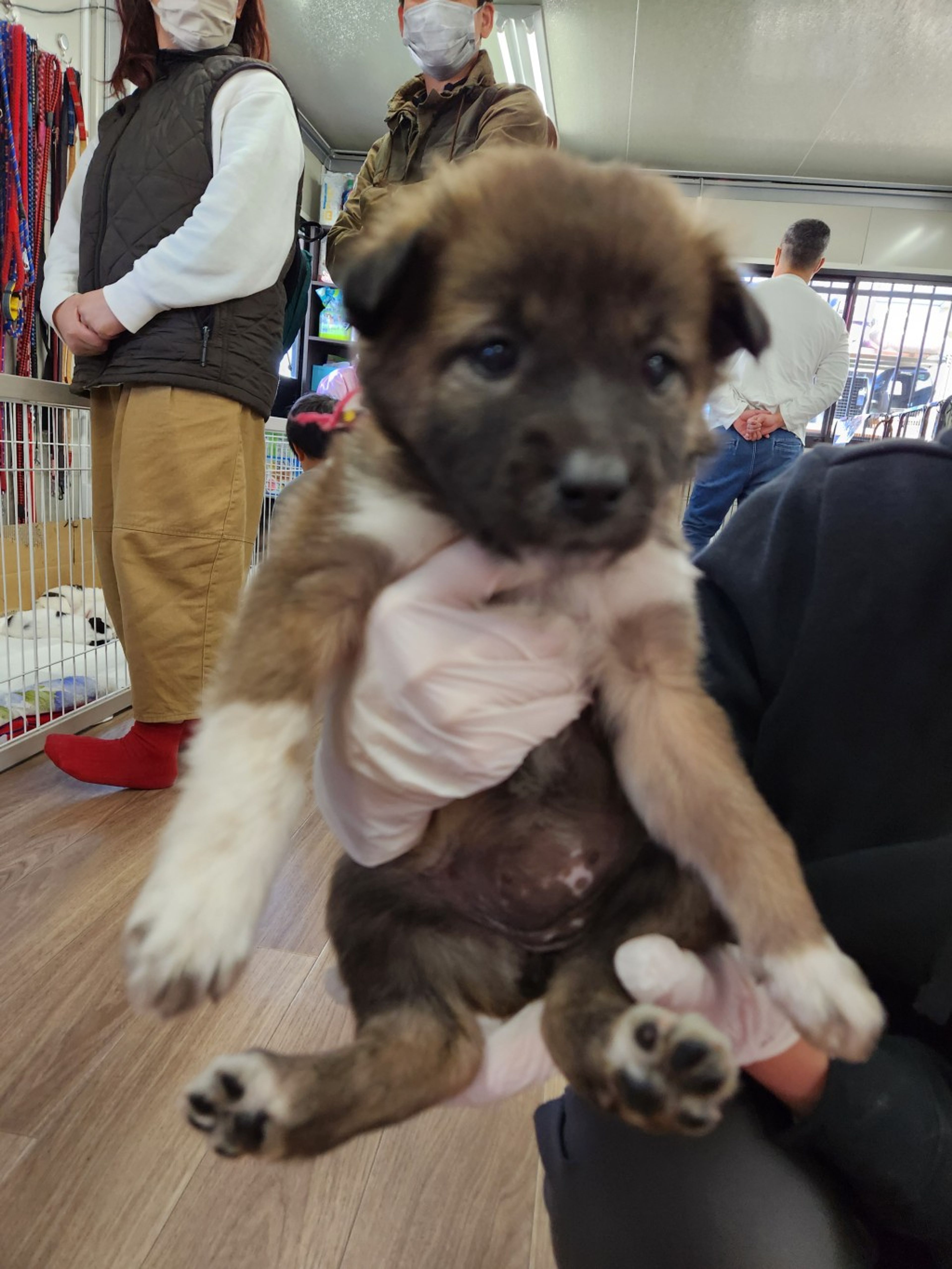 雑種（ミックス犬）・メスの里親募集の写真