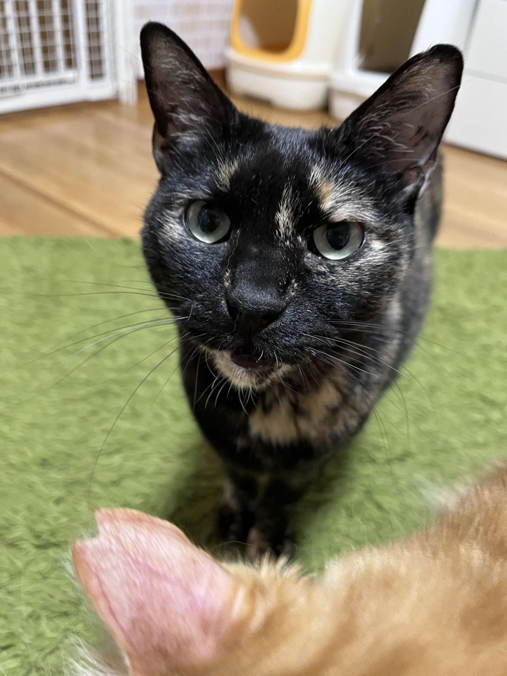 pet-image-10