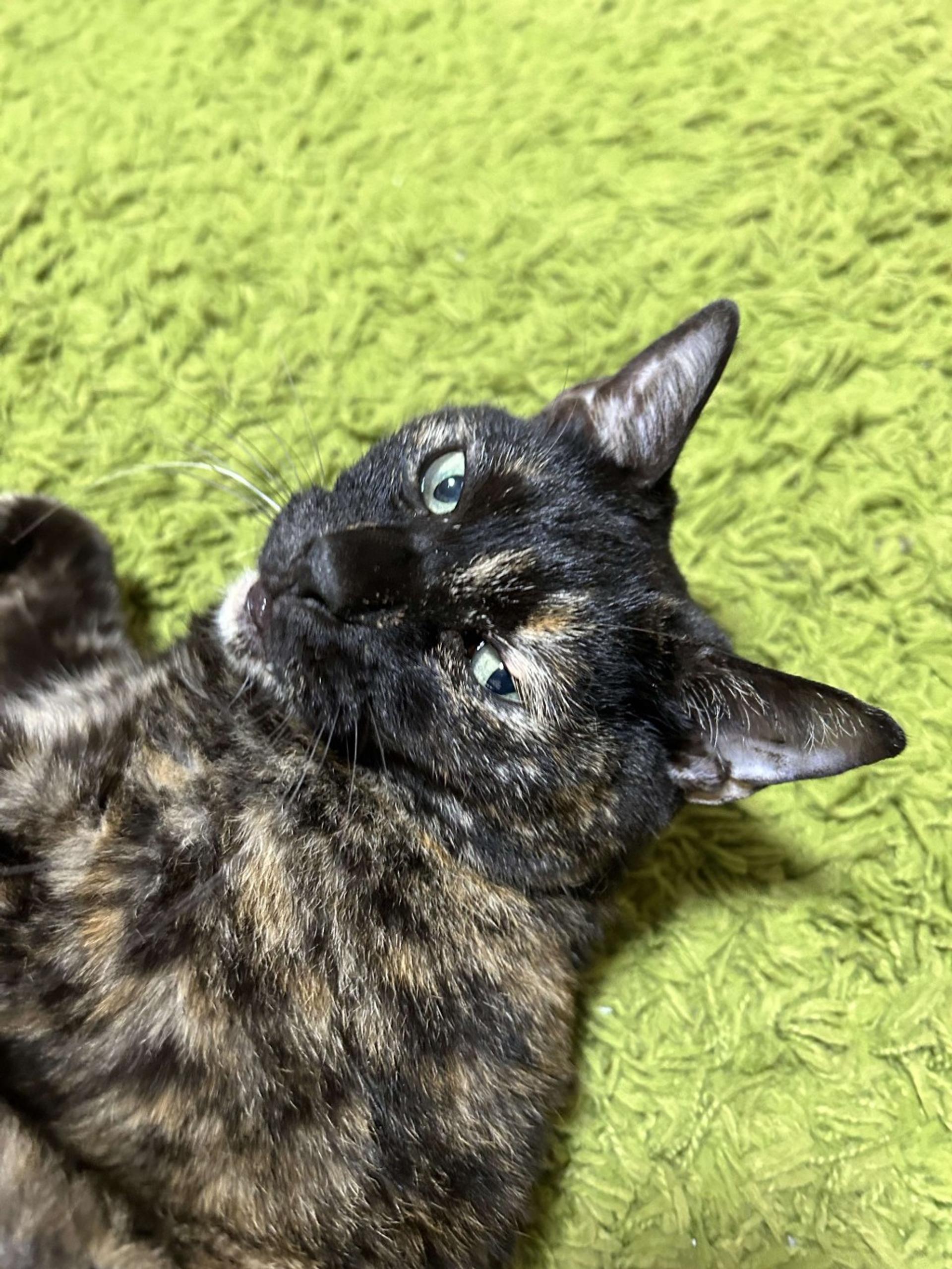 pet-image-6