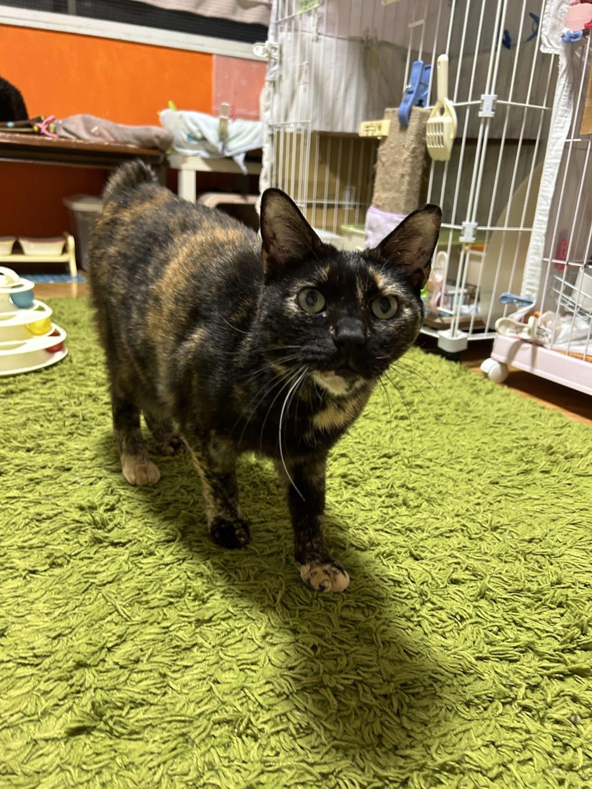 pet-image-5