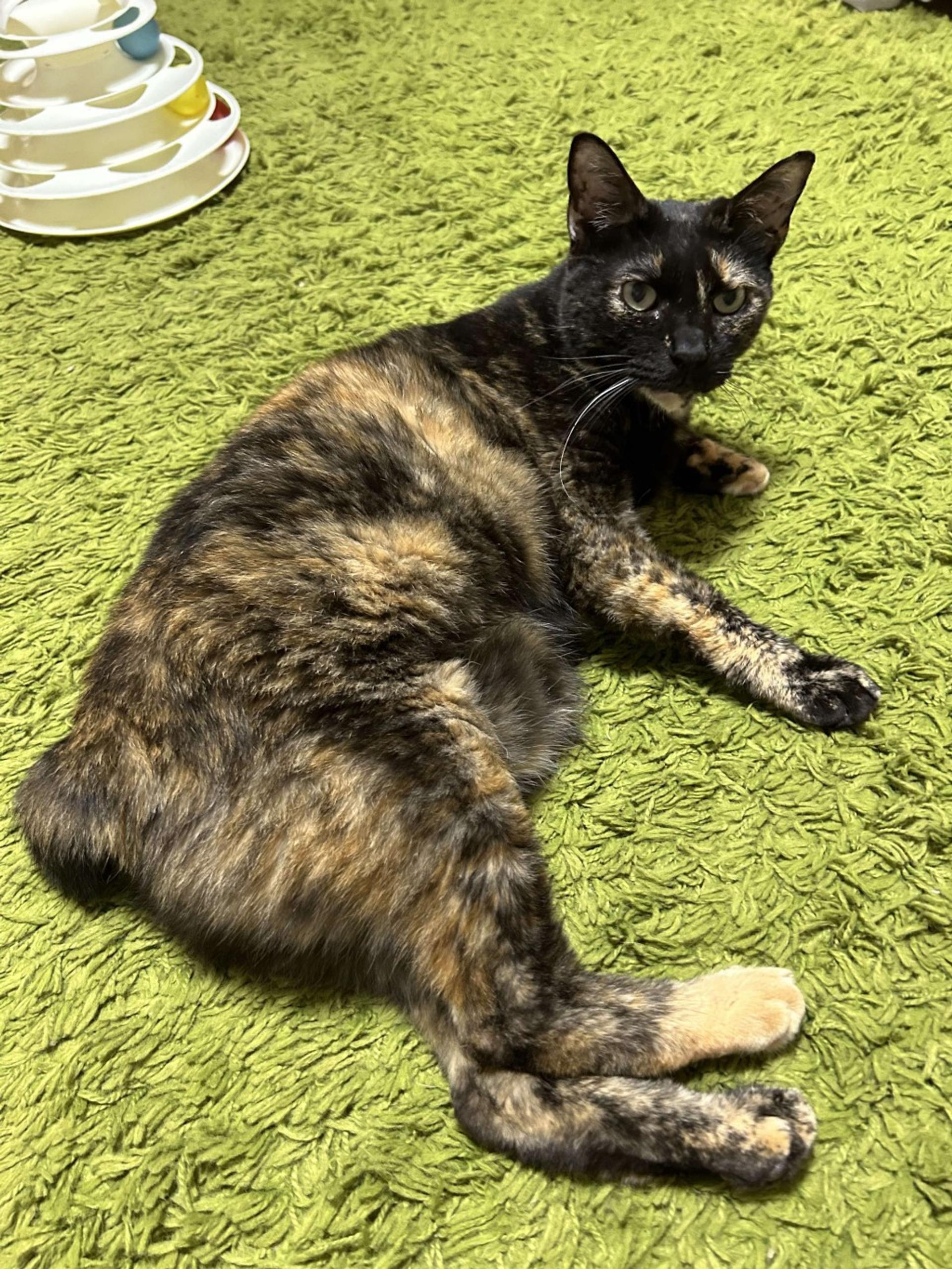 pet-image-3