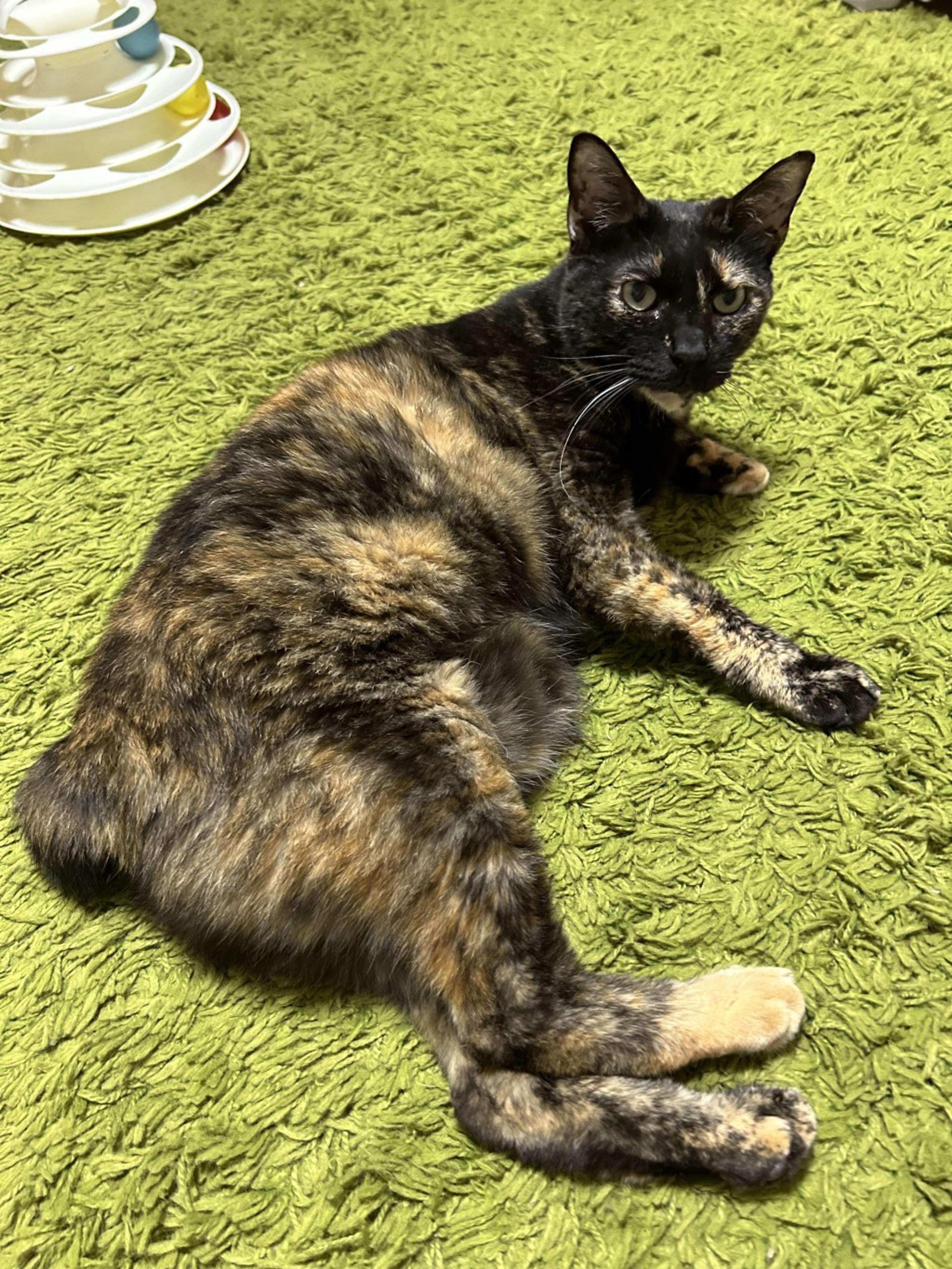 pet-image-3