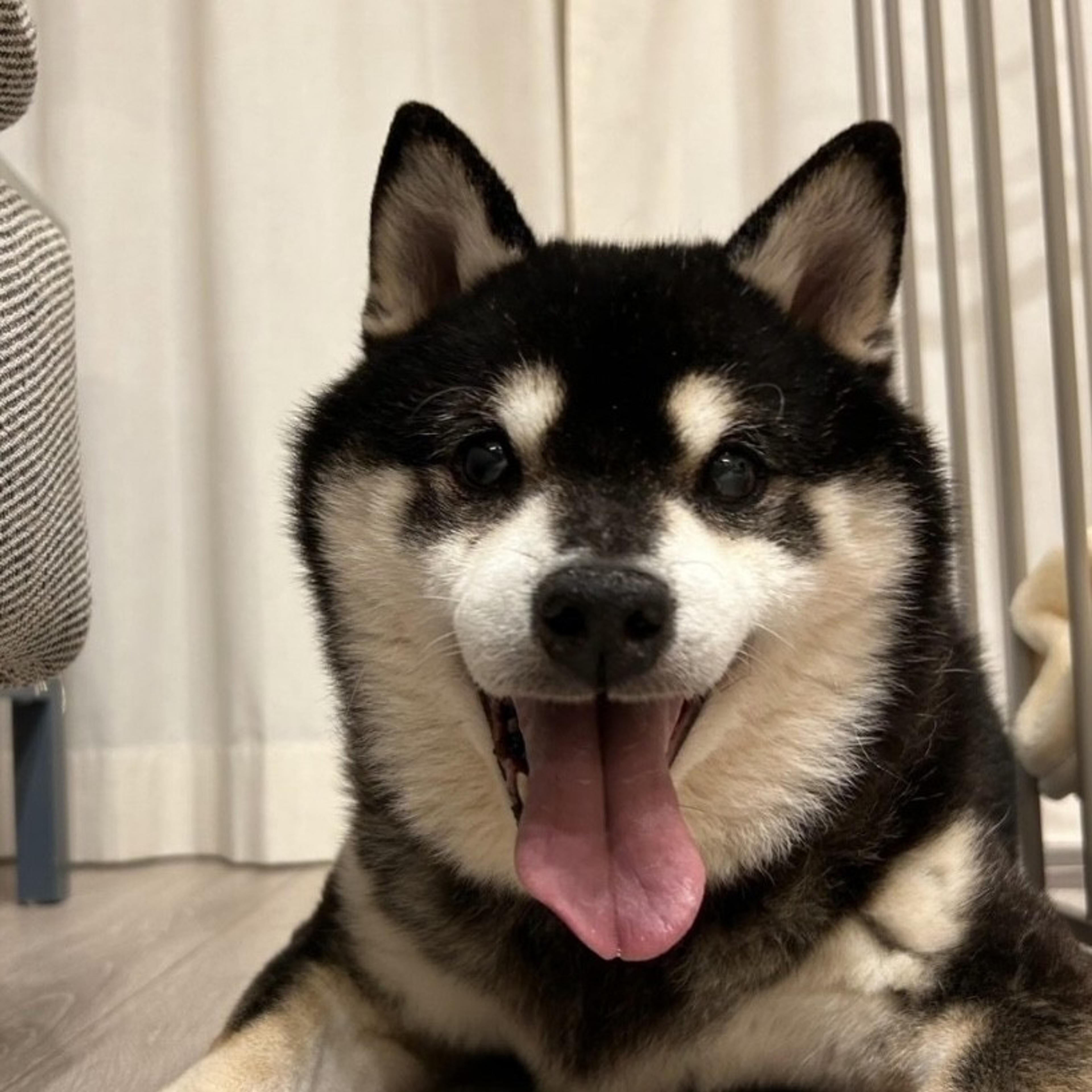pet-image-4