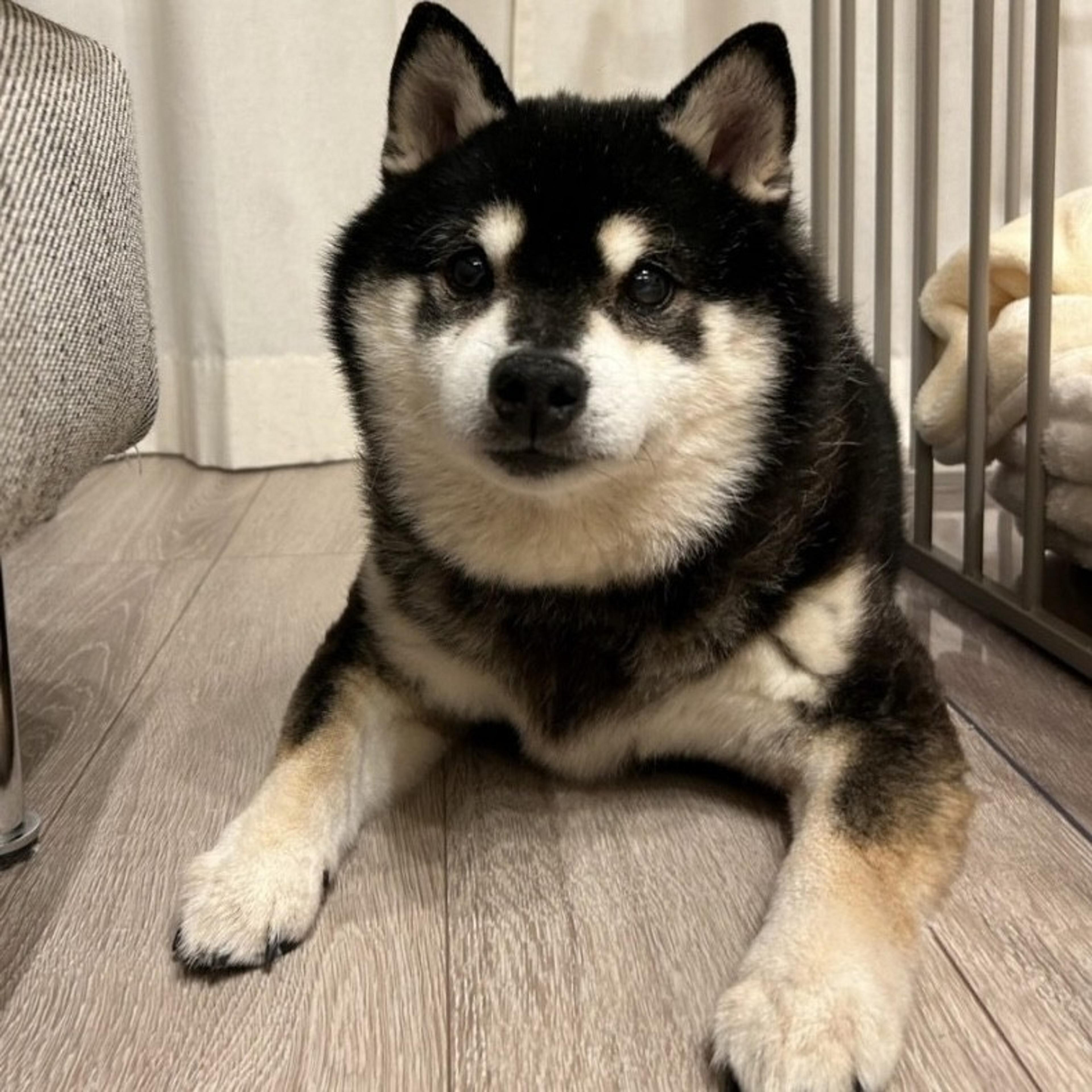 pet-image-5