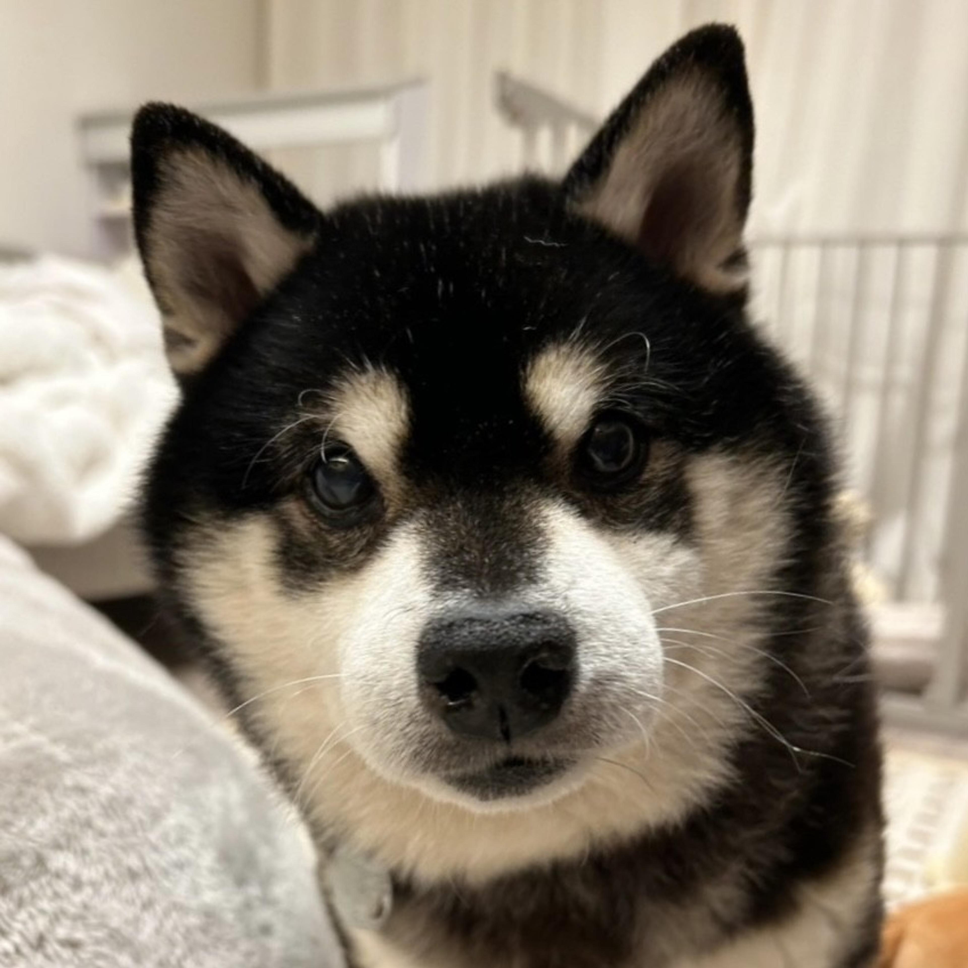 pet-image-6